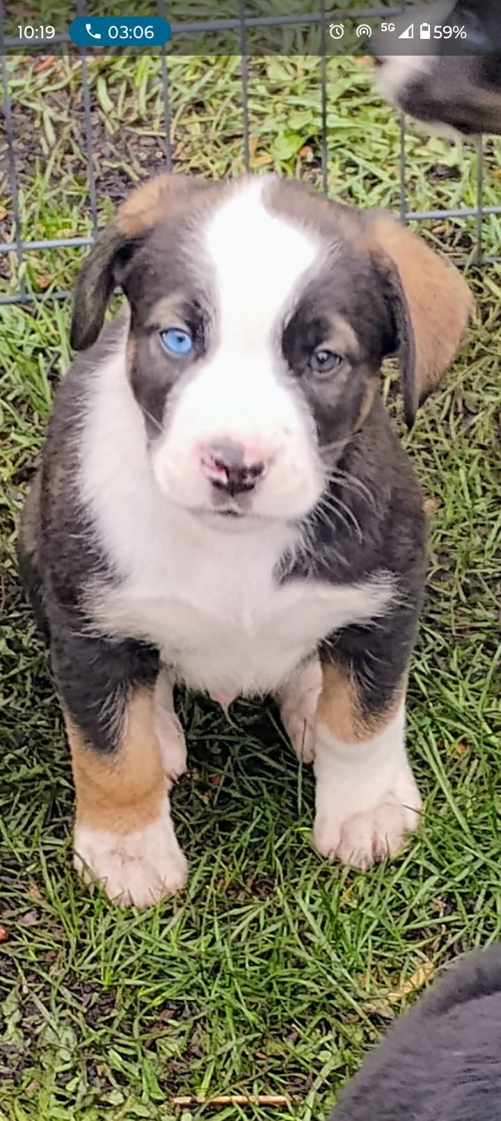 Photo of Adorable Bernese Mountain Dog X puppies looking for their new forever homes
