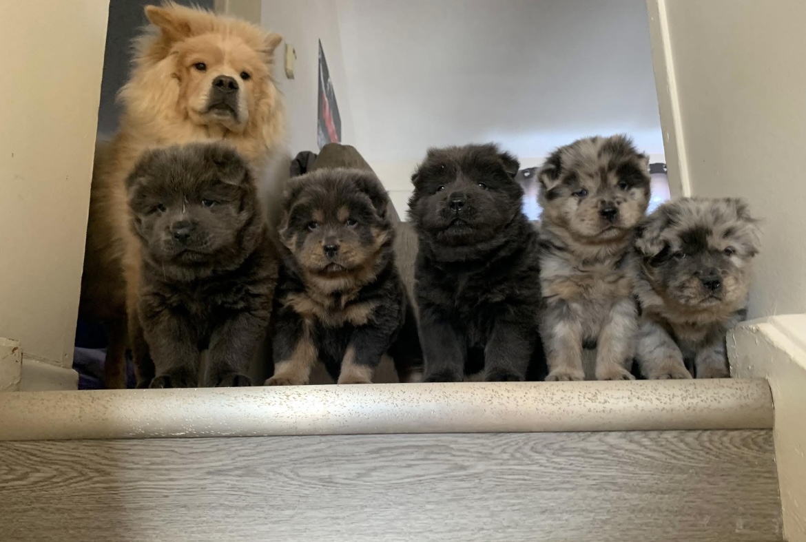 Photo of Chow Pups