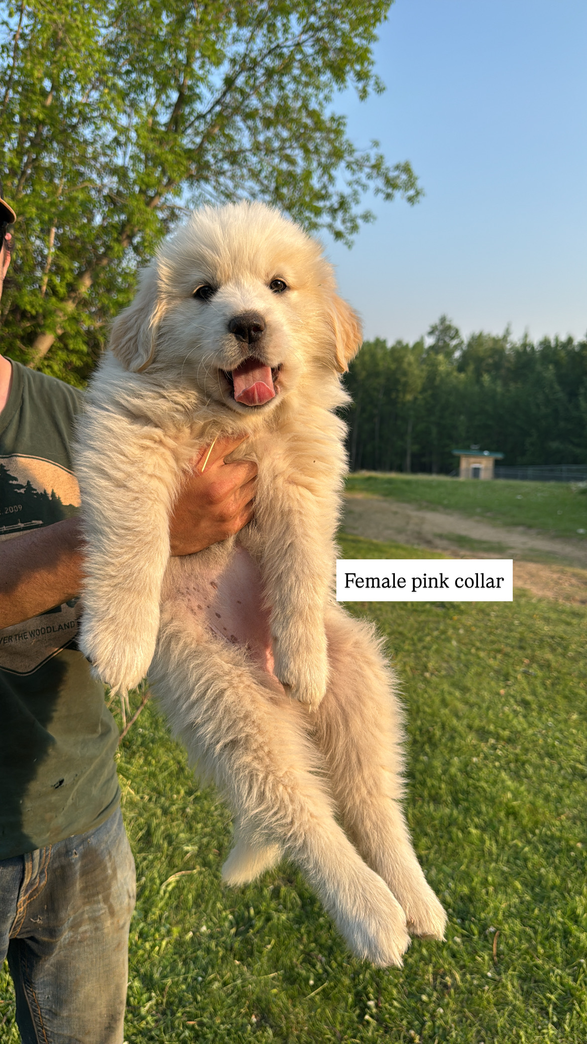 Photo of Great Pyrenees x Bernese Puppies - Farm Raised