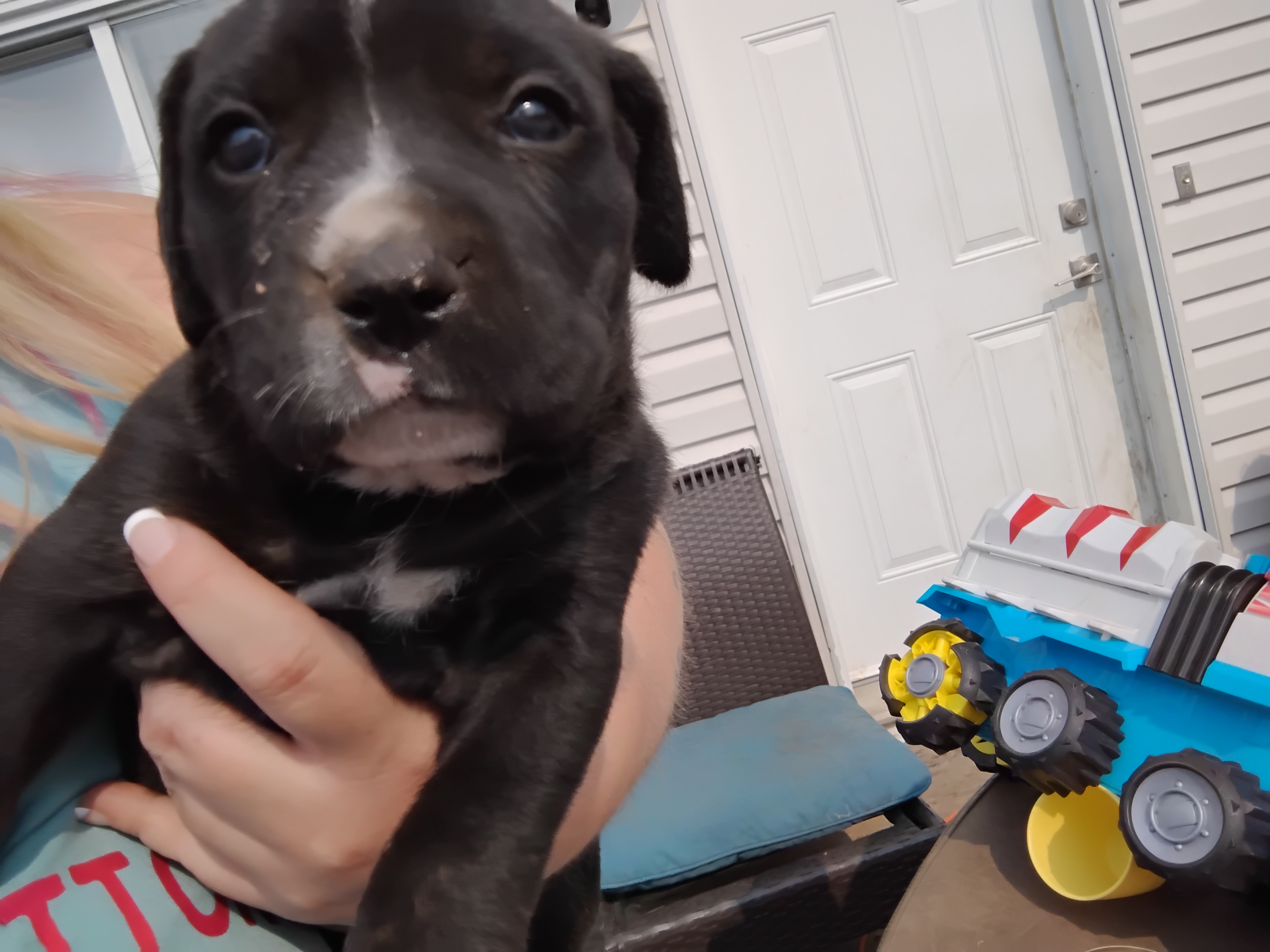 Photo of Mastiff puppies 