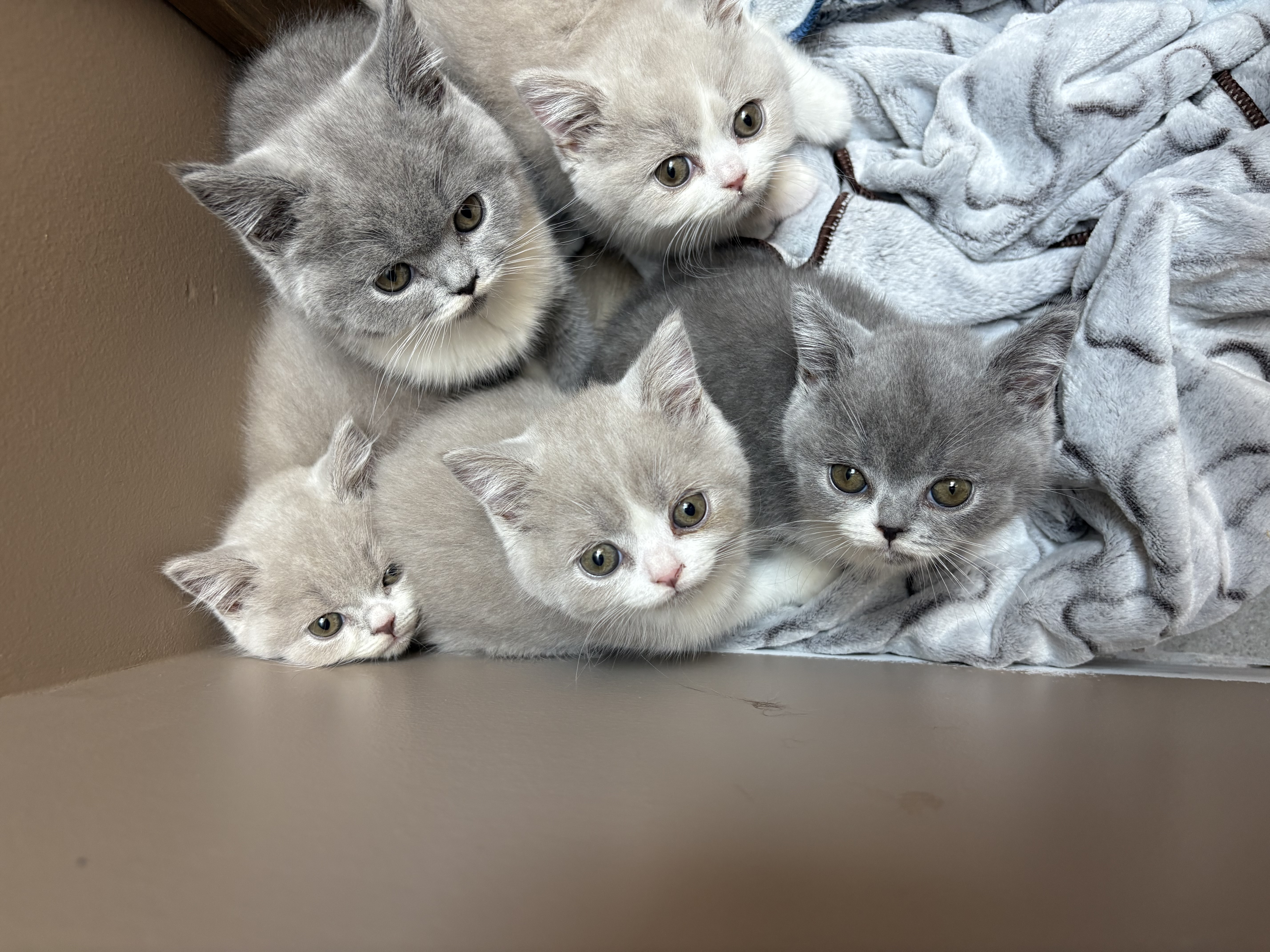 Photo of British Shorthair Kittens-Ready to go