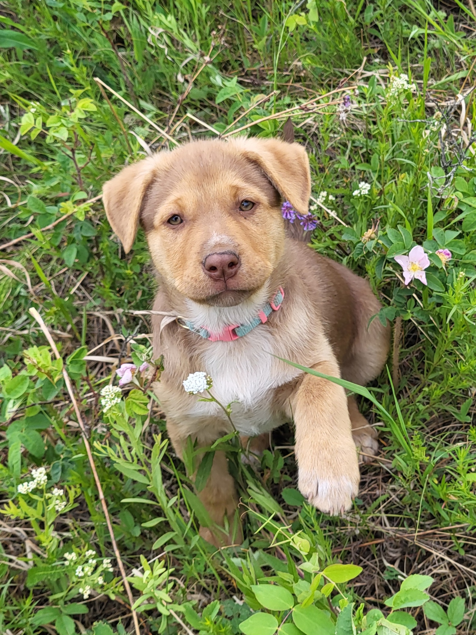 Photo of Sweet Girl Puppy