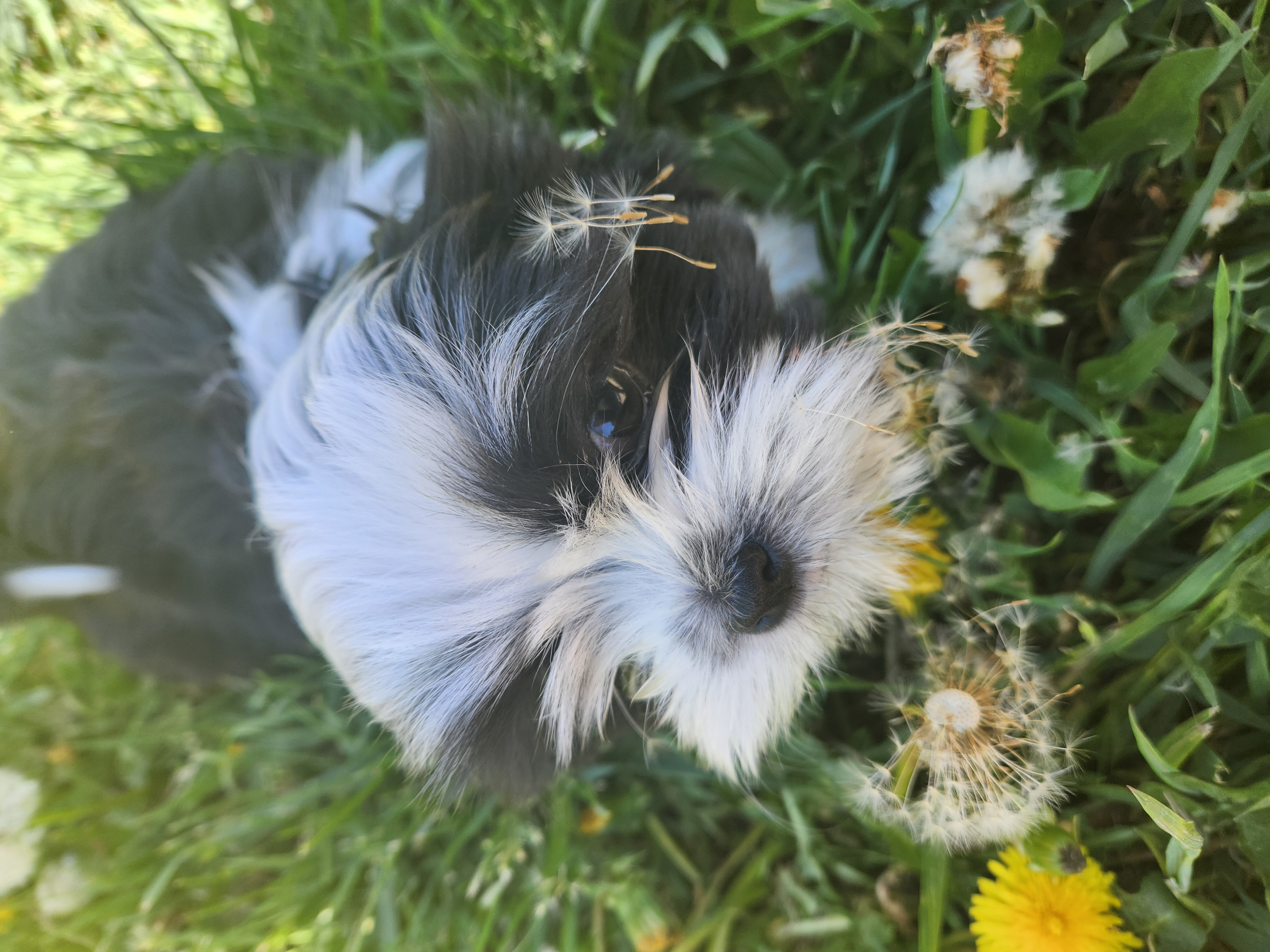 Photo of Shih tzu puppies for sale 