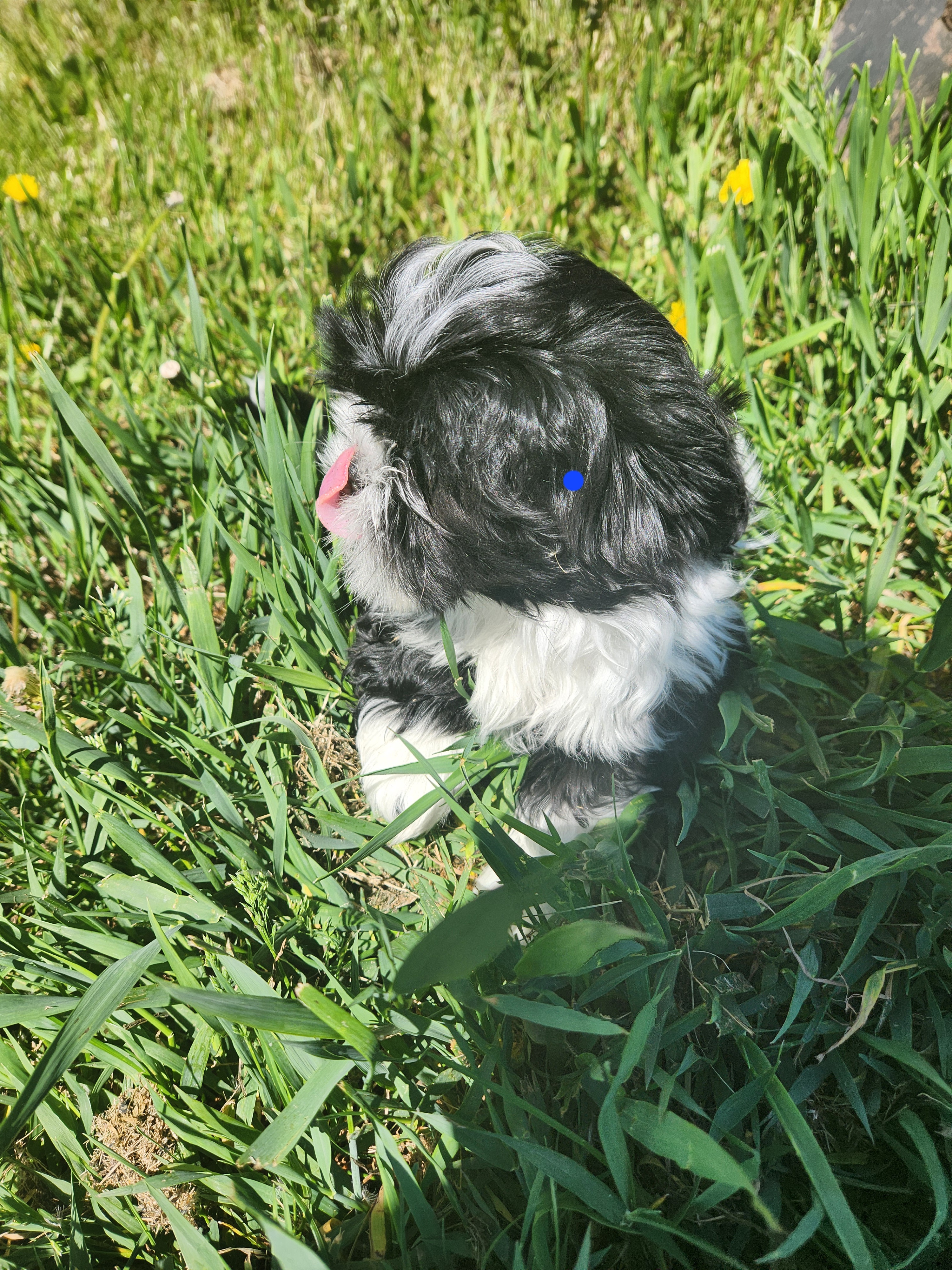 Photo of Shih tzu puppies for sale 