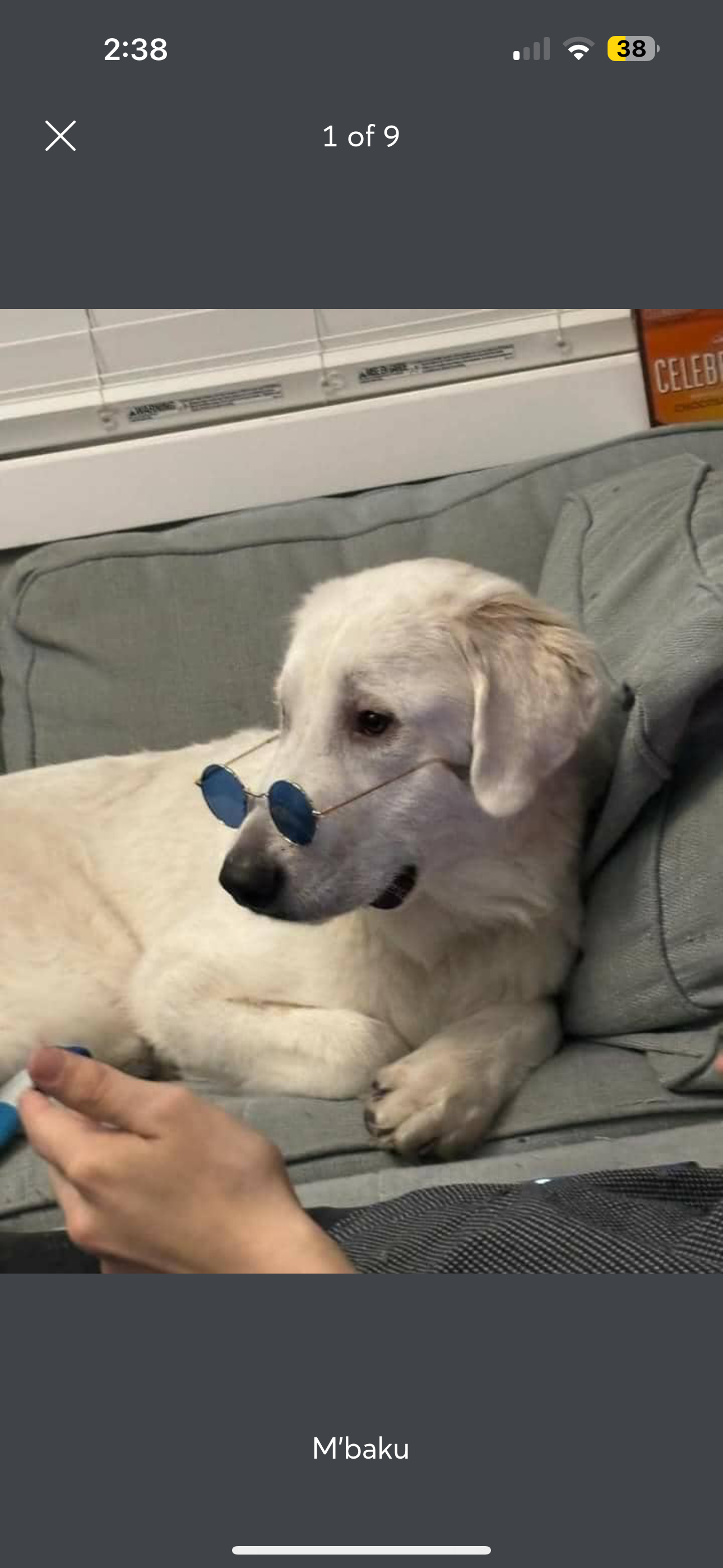 Photo of Foster dogs available