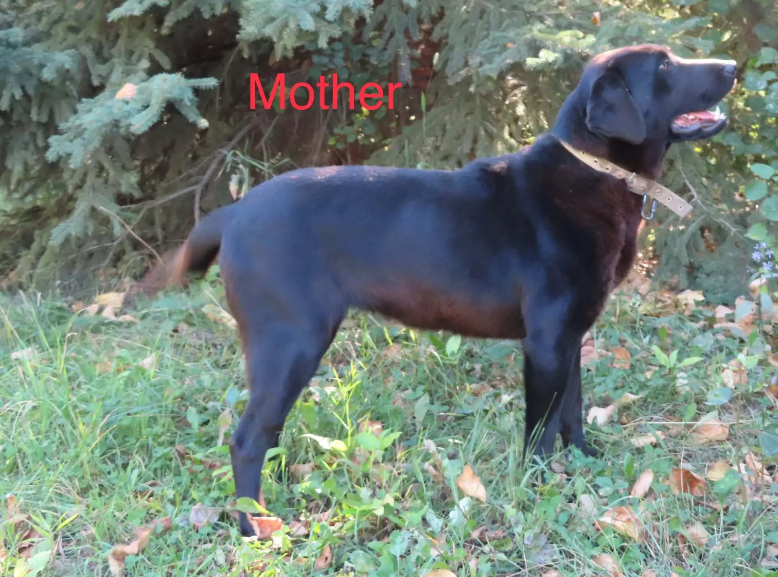 Photo of Labradoodle Puppies!!
