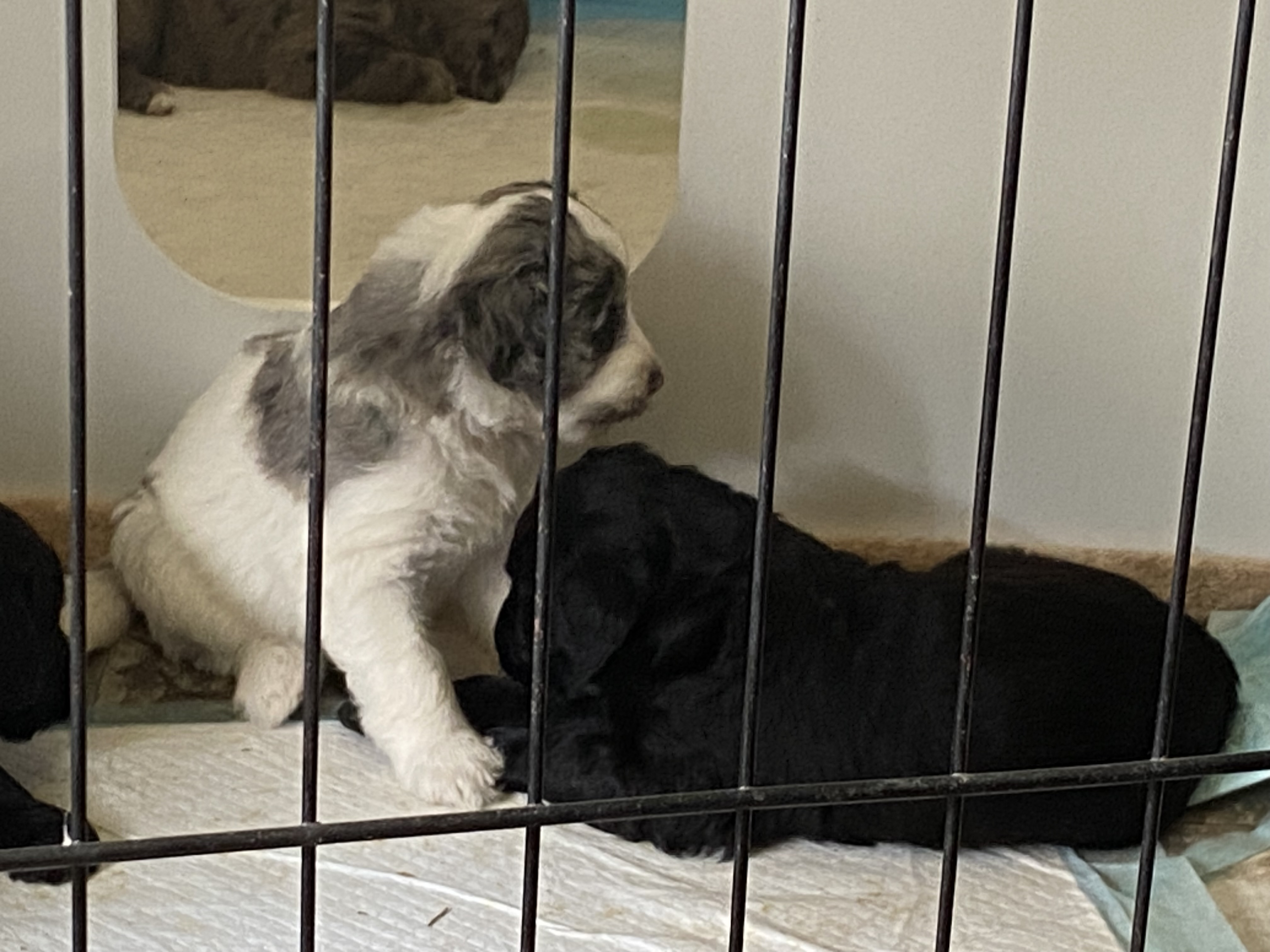 GoldenAussieDoodles - 3 - 1750020112321_IMG_5416