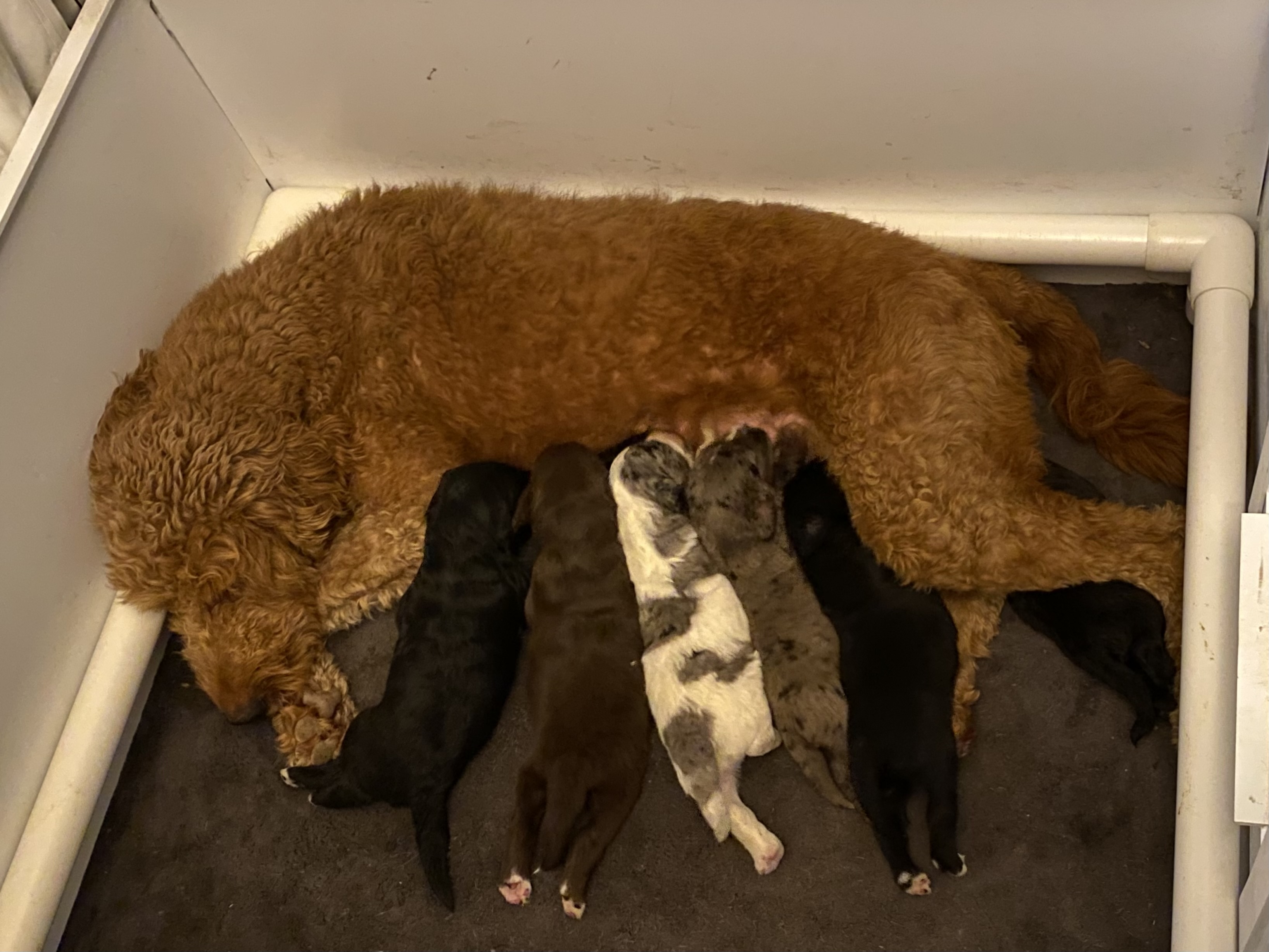 GoldenAussieDoodles - 6 - 1750020112322_IMG_5095