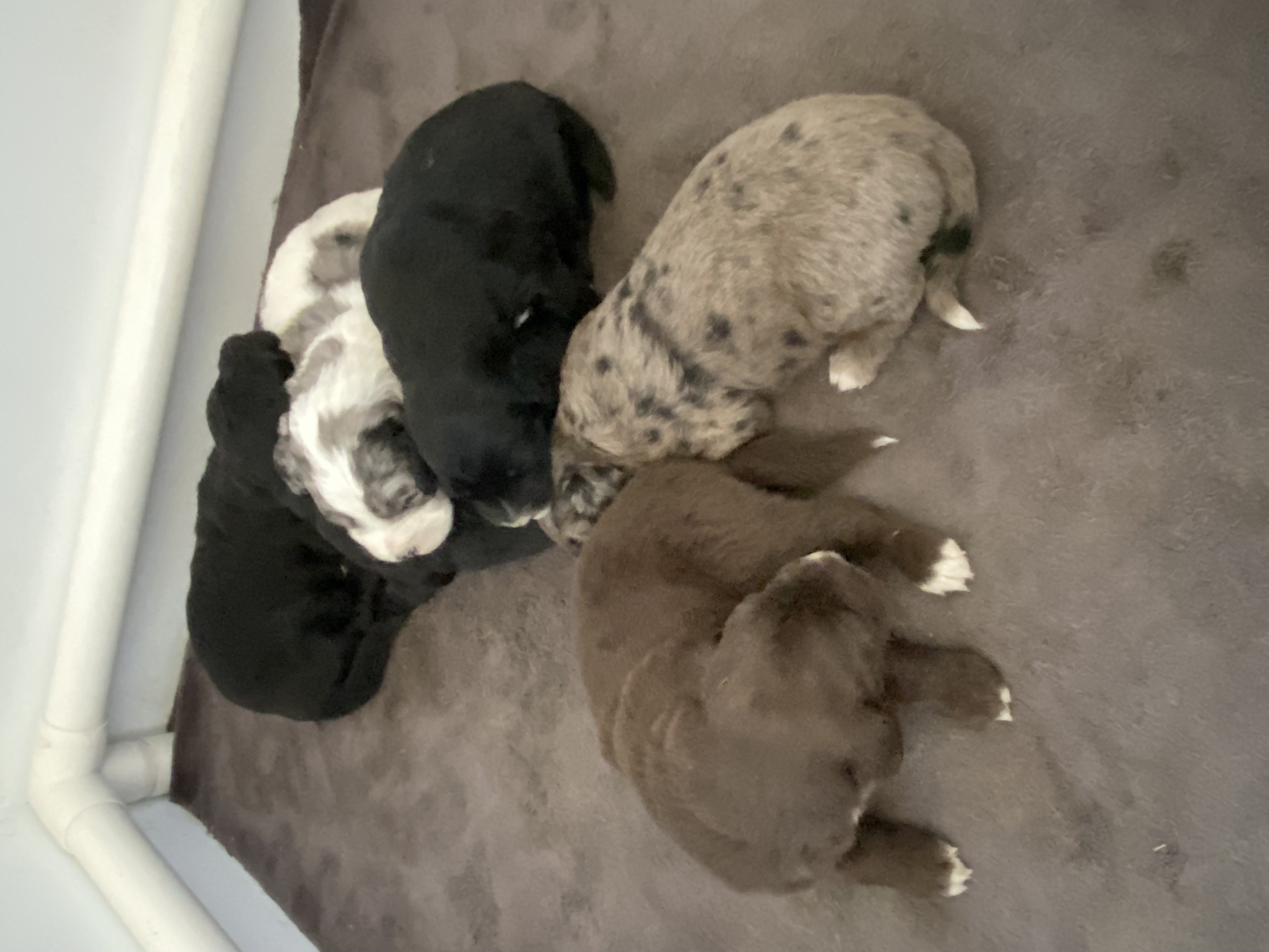 GoldenAussieDoodles - 5 - 1750020112322_IMG_5171