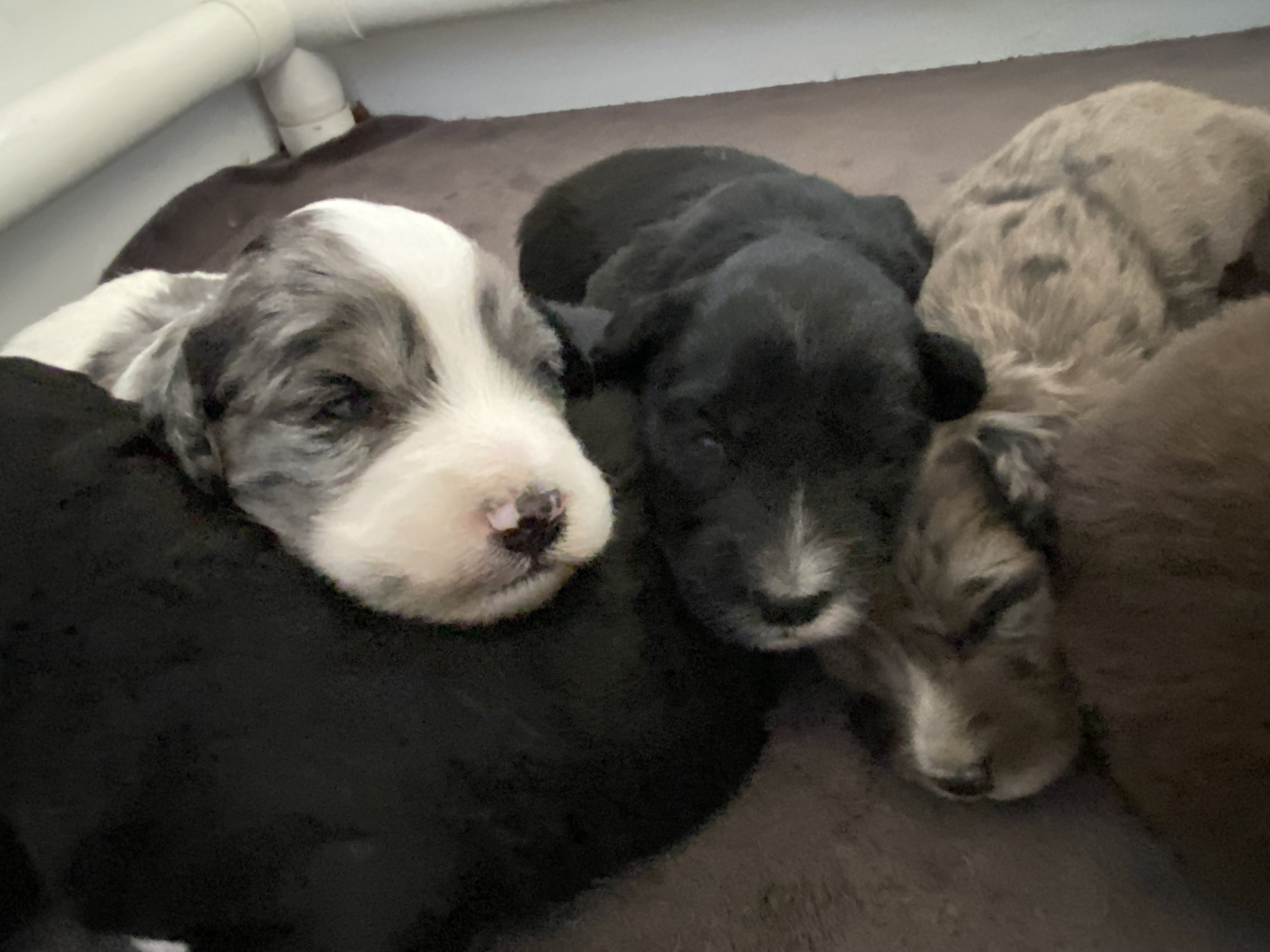 GoldenAussieDoodles - 4 - 1750020112322_IMG_5174