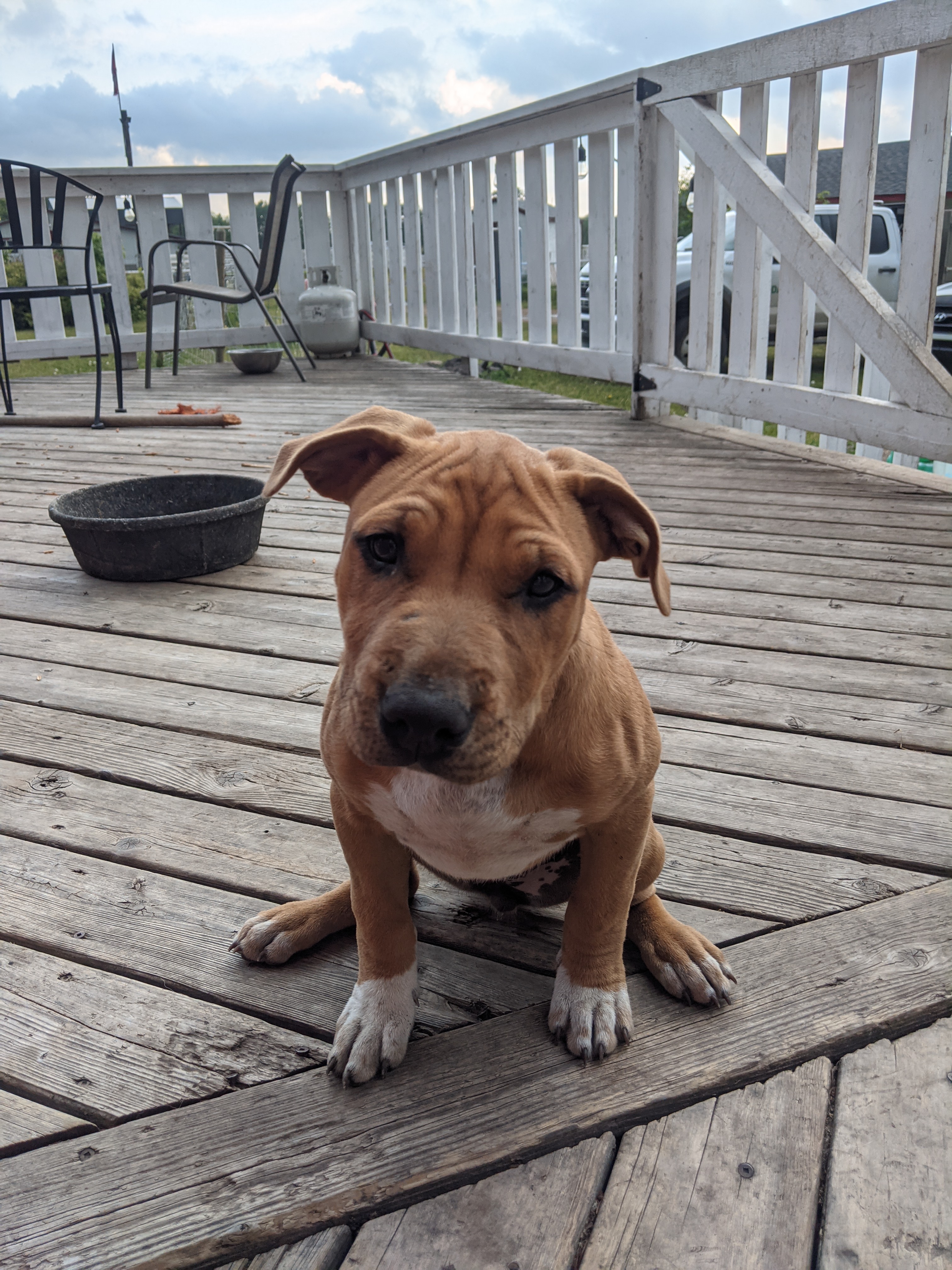 Photo of American Staffordshire Terrier Puppy 