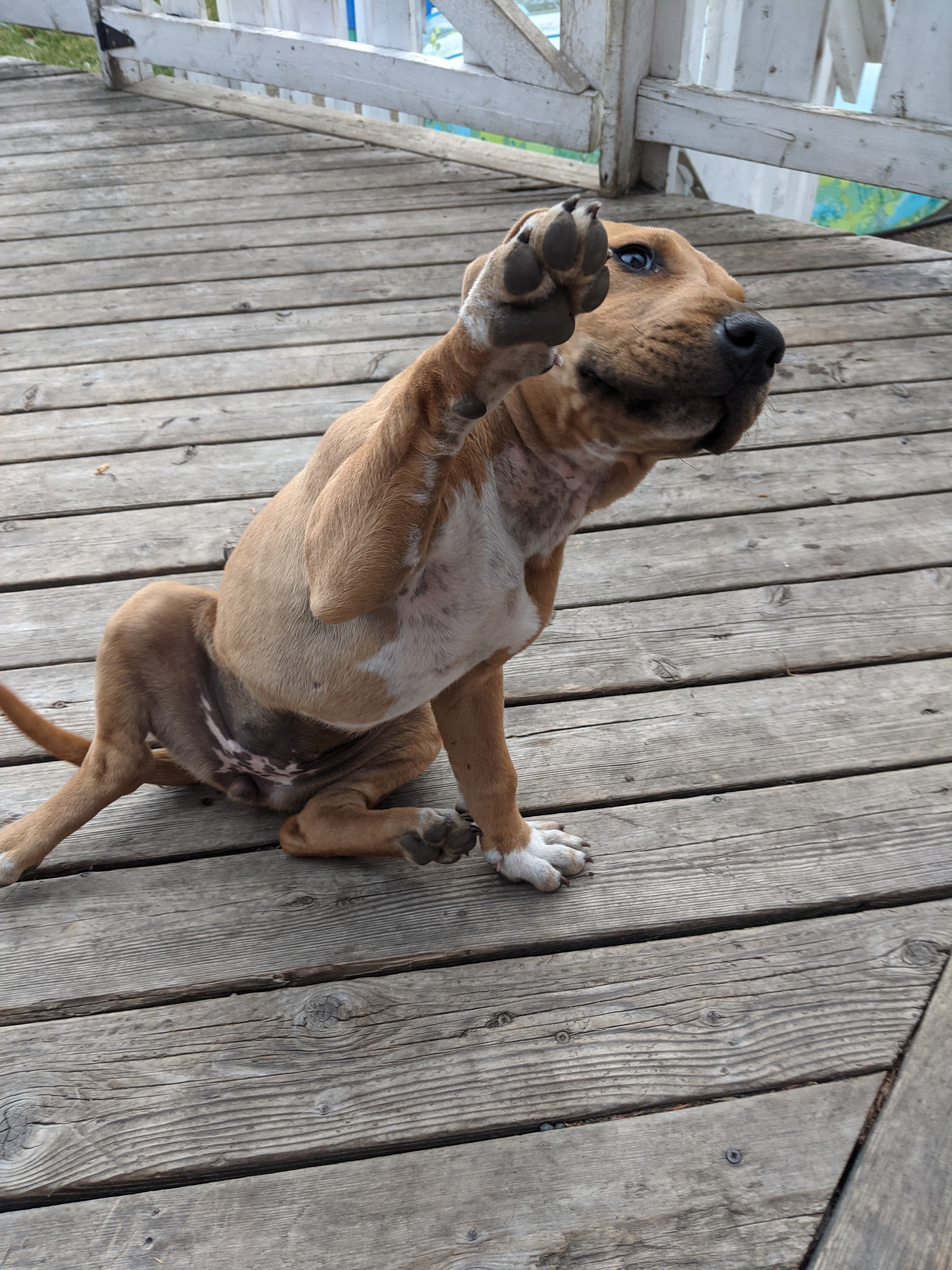 Photo of American Staffordshire Terrier Puppy 