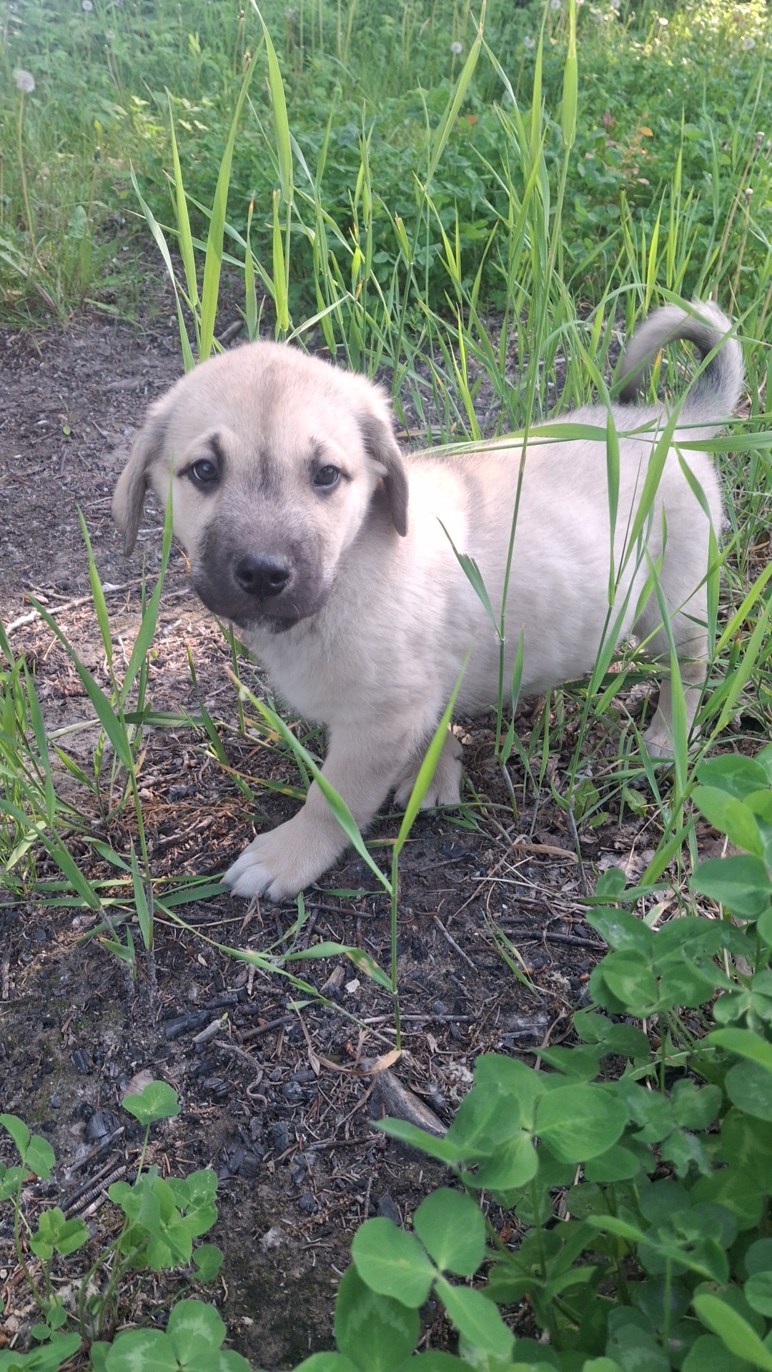Photo of Puppies puppies 