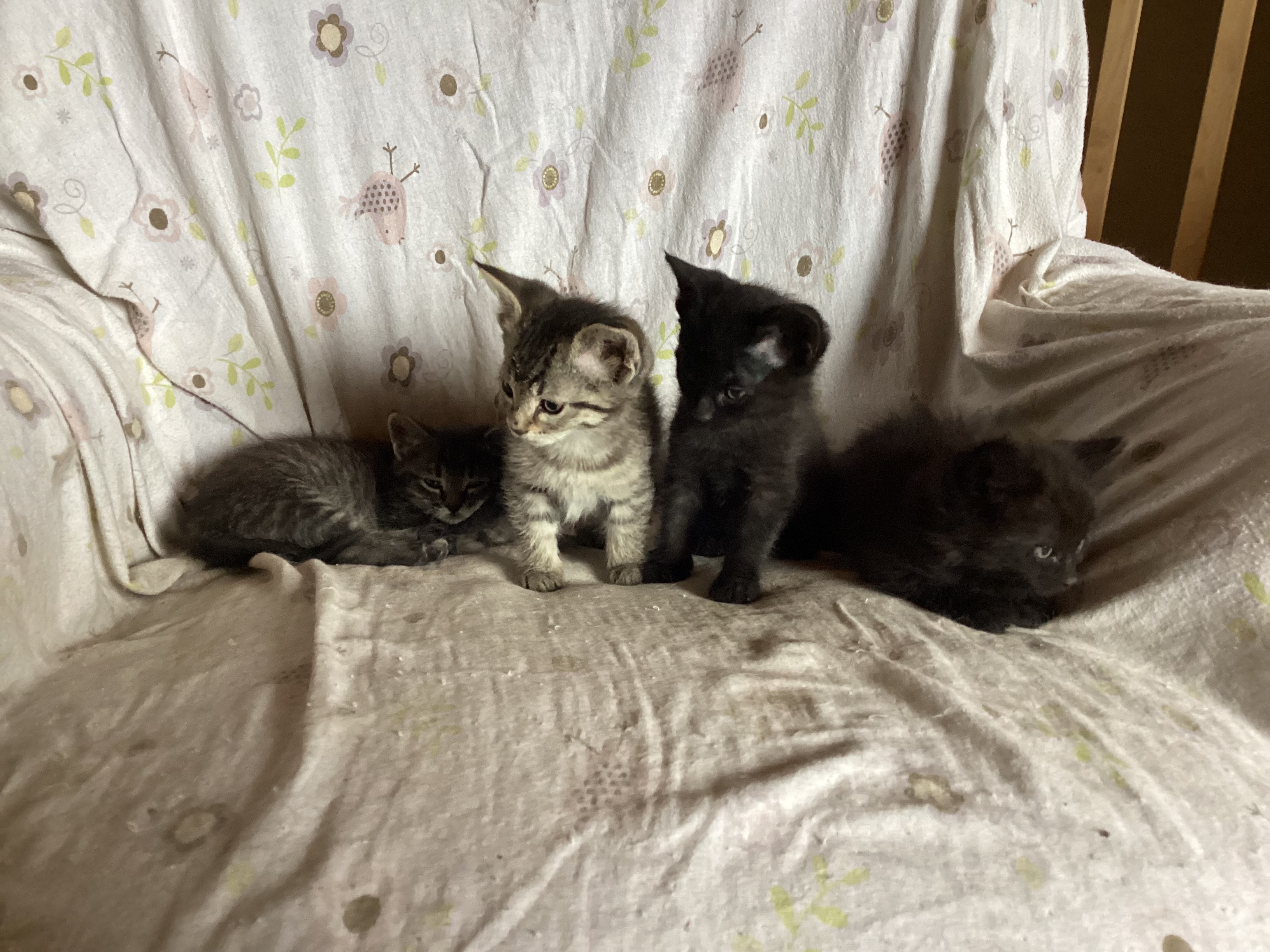 Photo of Free kitten