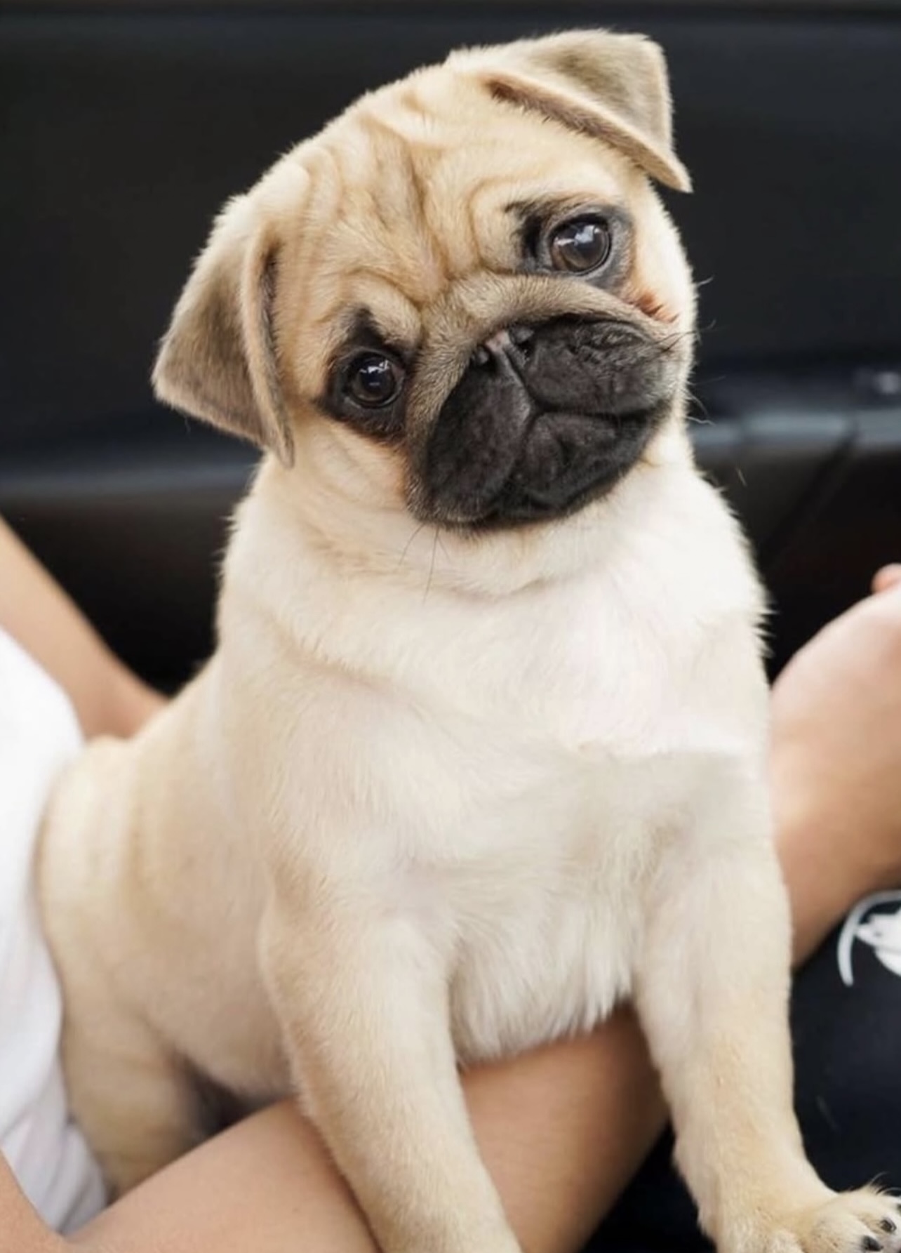 Photo of Adorable Puggle Puppies 