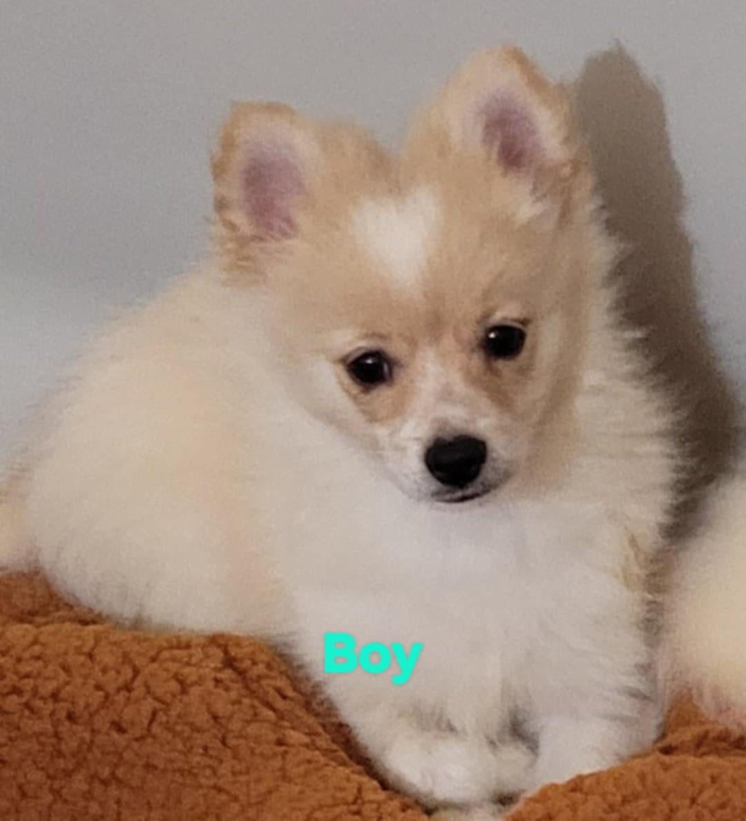 Photo of Pomeranian/Chinese Crested puppies 3 males 1 female 