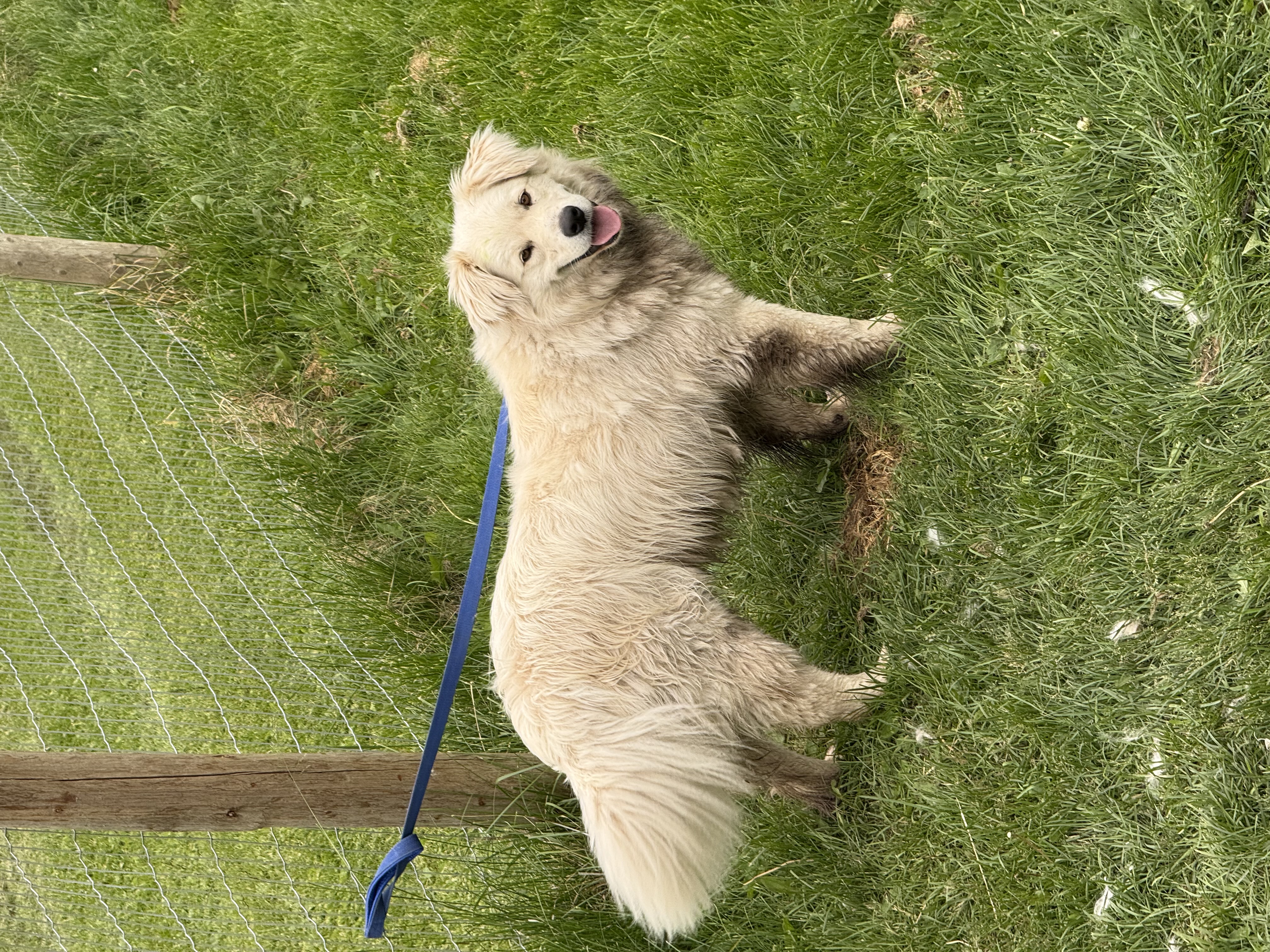 Photo of Free dog named Bear to give away.