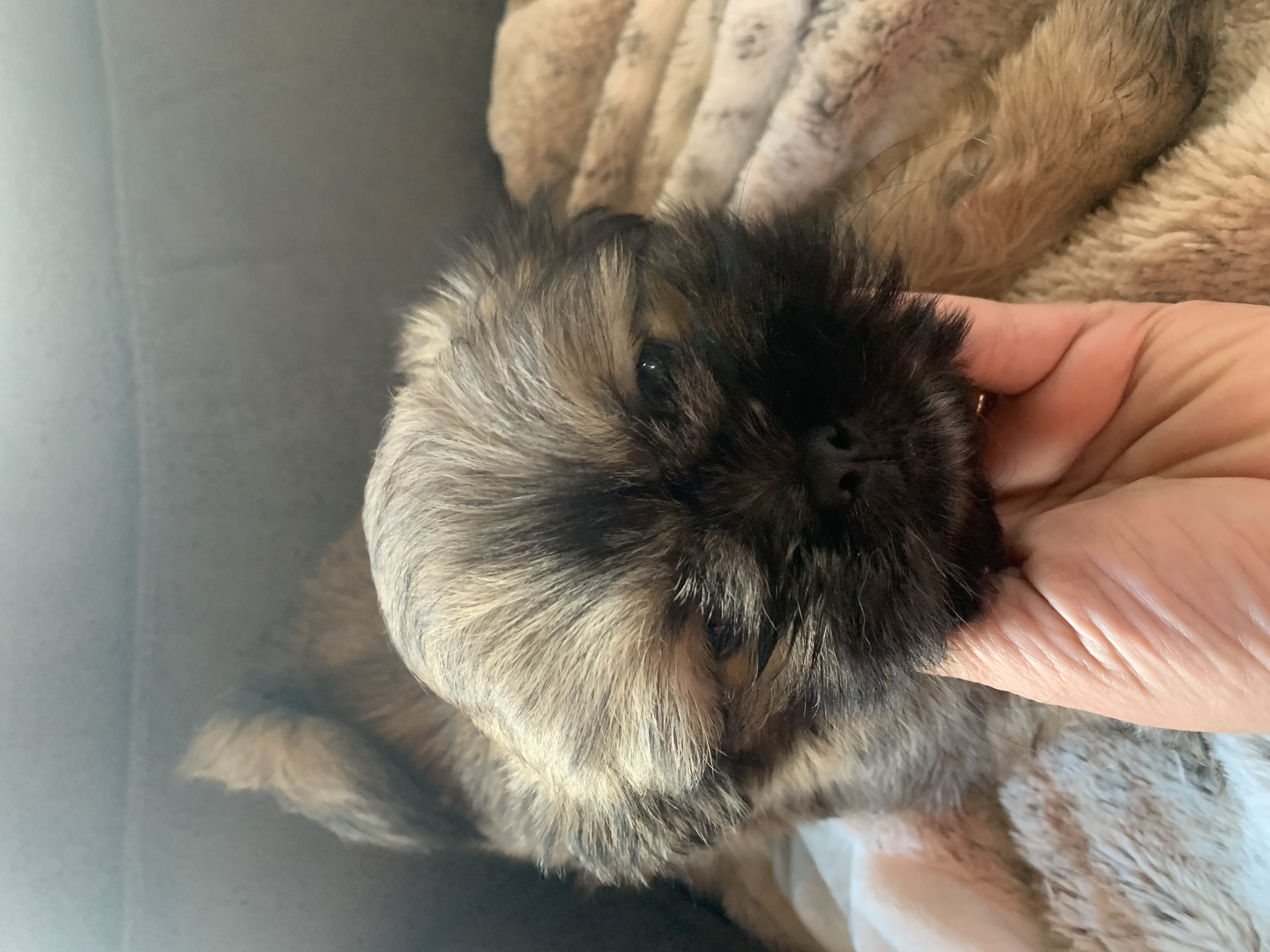 Photo of Puppy forsale