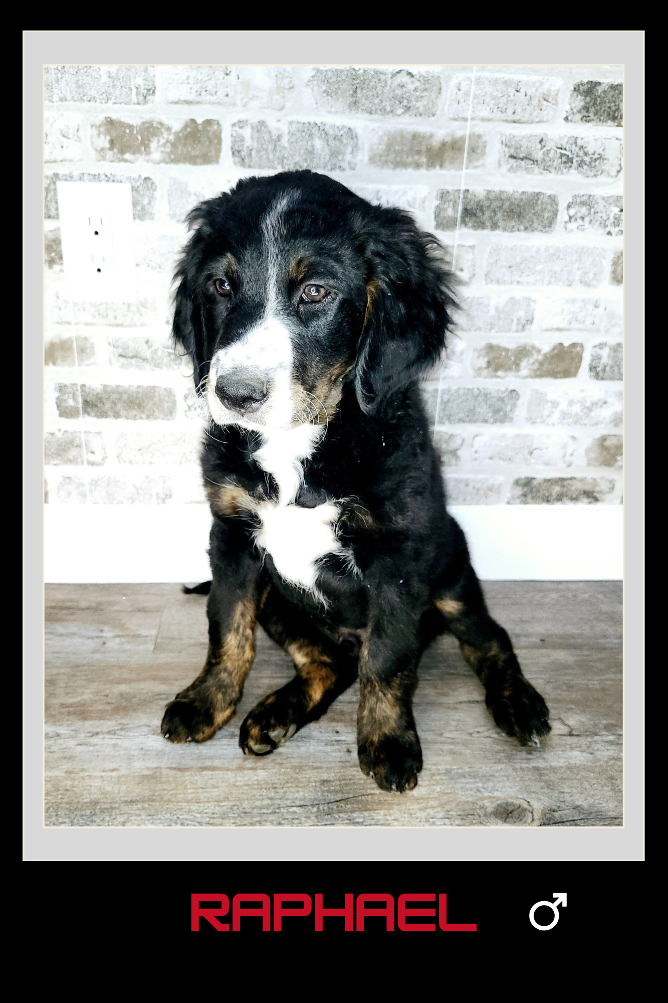 Photo of Bernedoodle Puppies "Available Now"