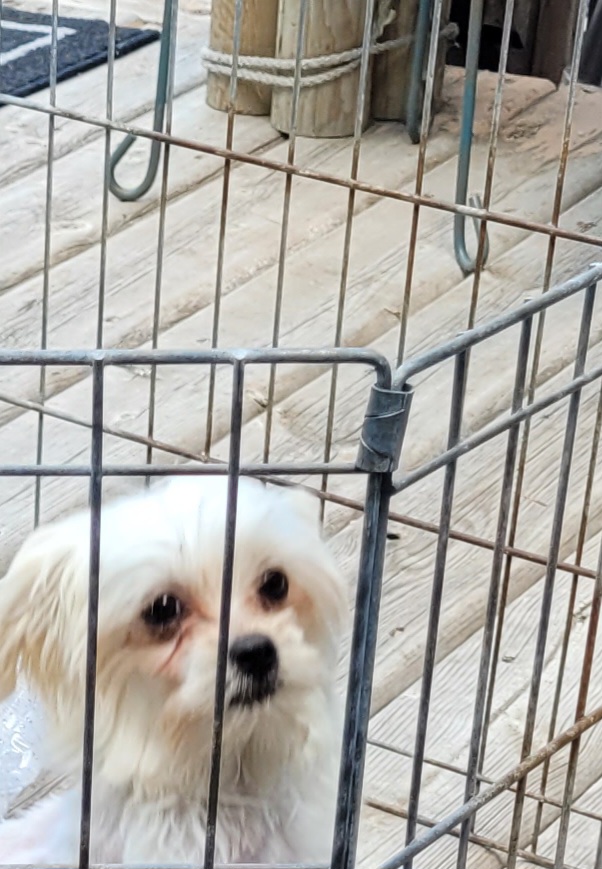 Photo of Puppy for sale