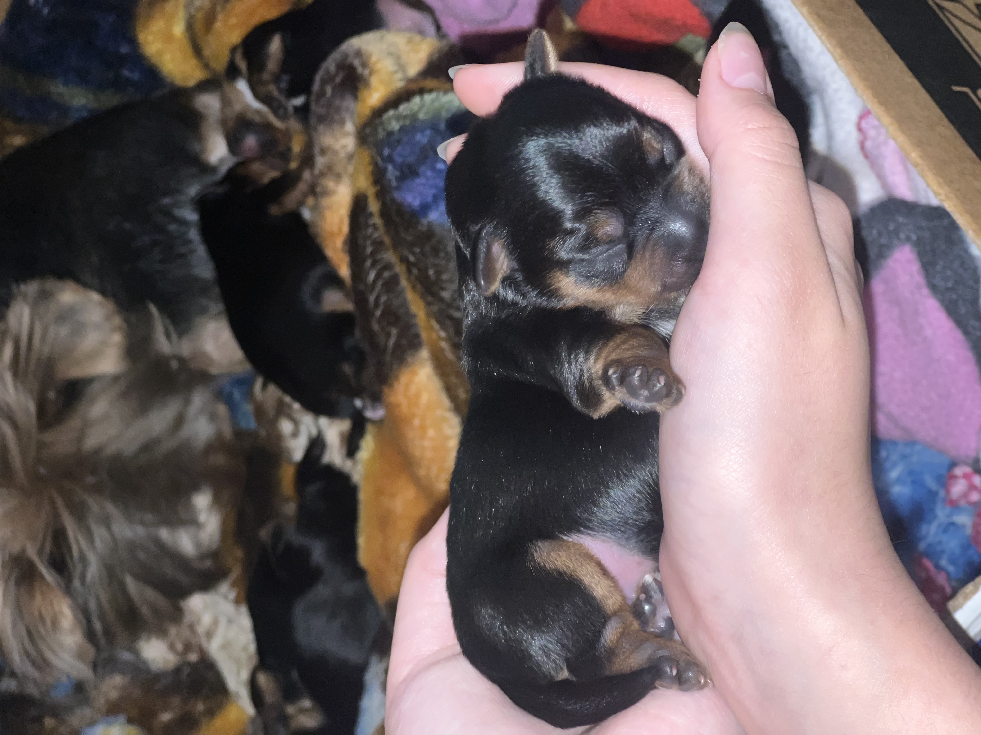 Photo of 🐾 Purebred Yorkshire Terrier Puppies – Taking Deposits Now! – Calgary AB 