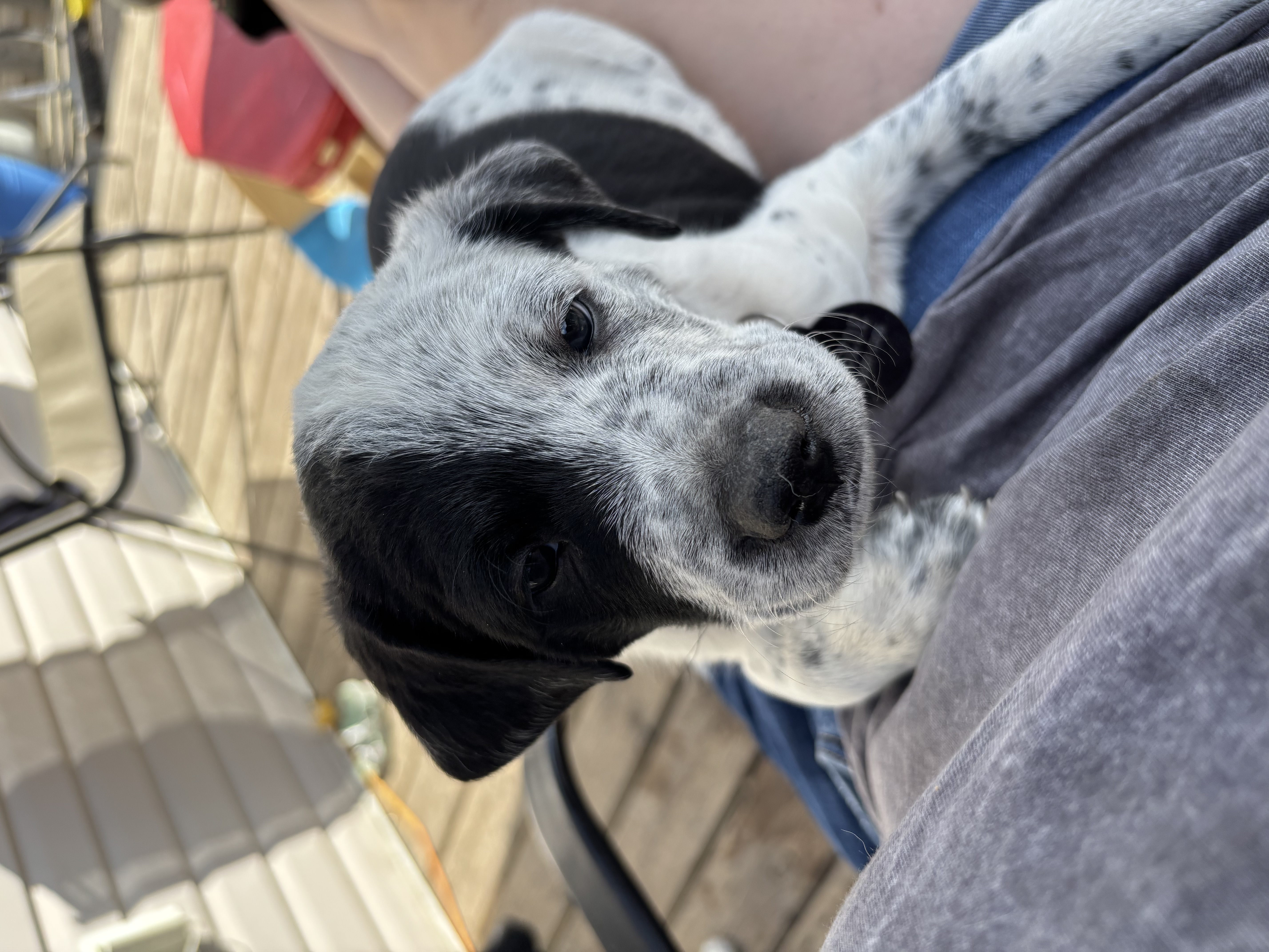 Puppy - 3 - 1750654272870_IMG_6113