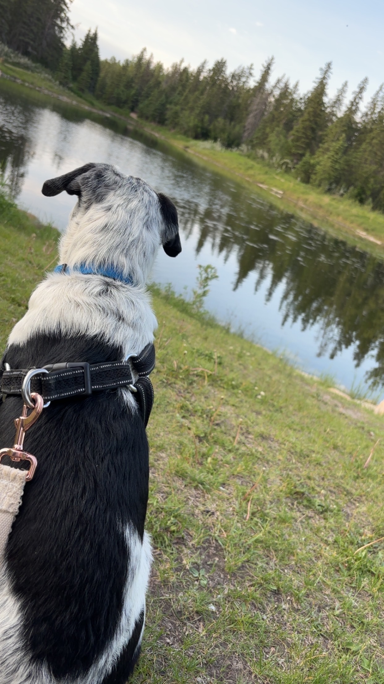 Puppy - 2 - 1750654272870_IMG_6435