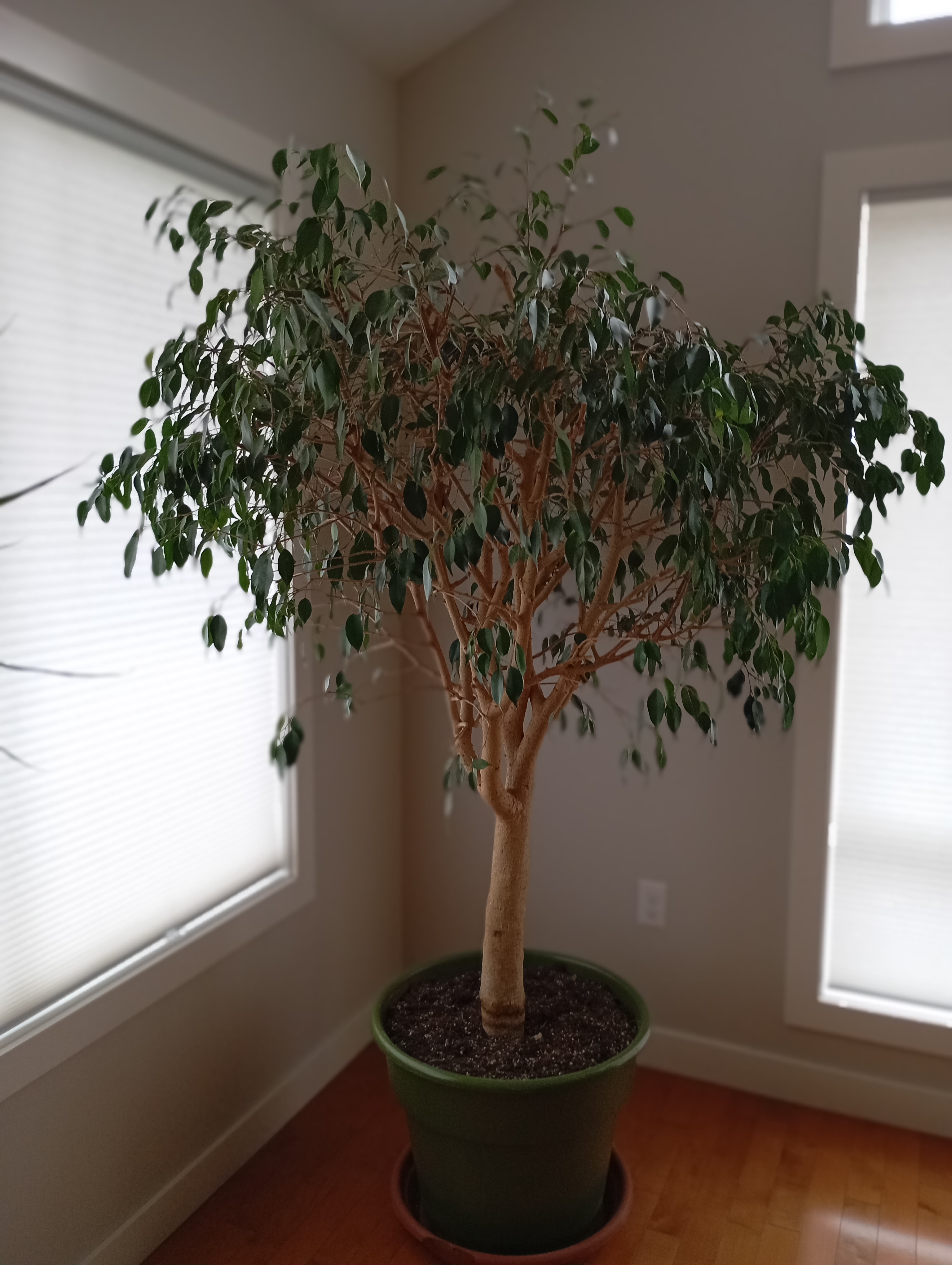 Photo of Ficus