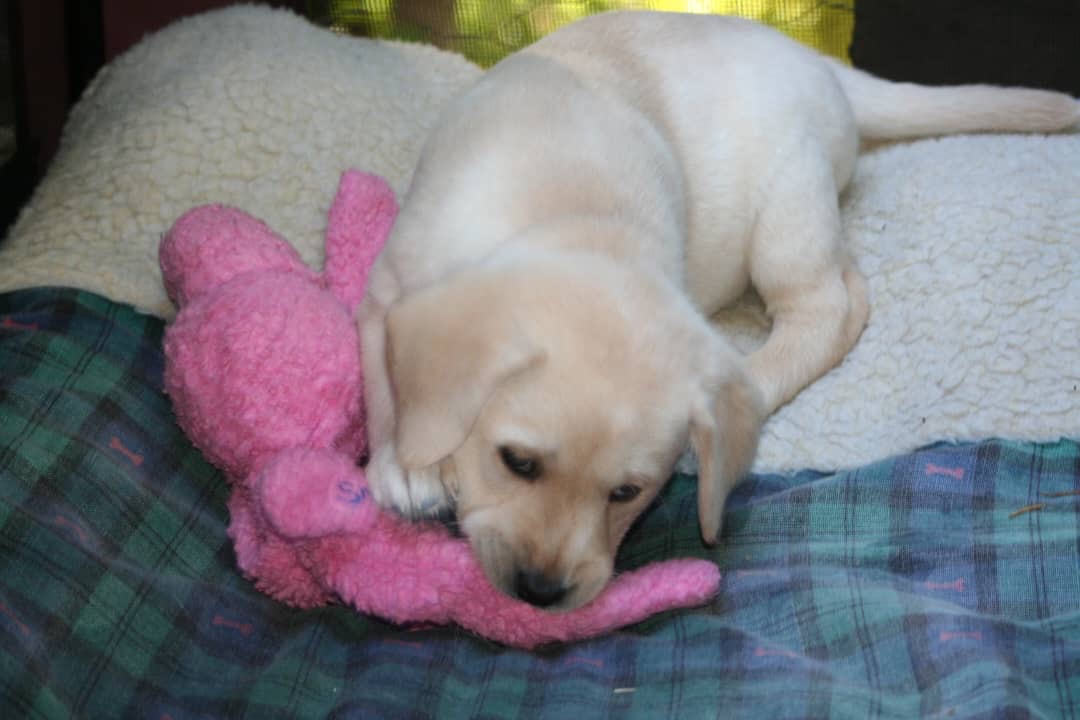 Photo of Labrador puppies