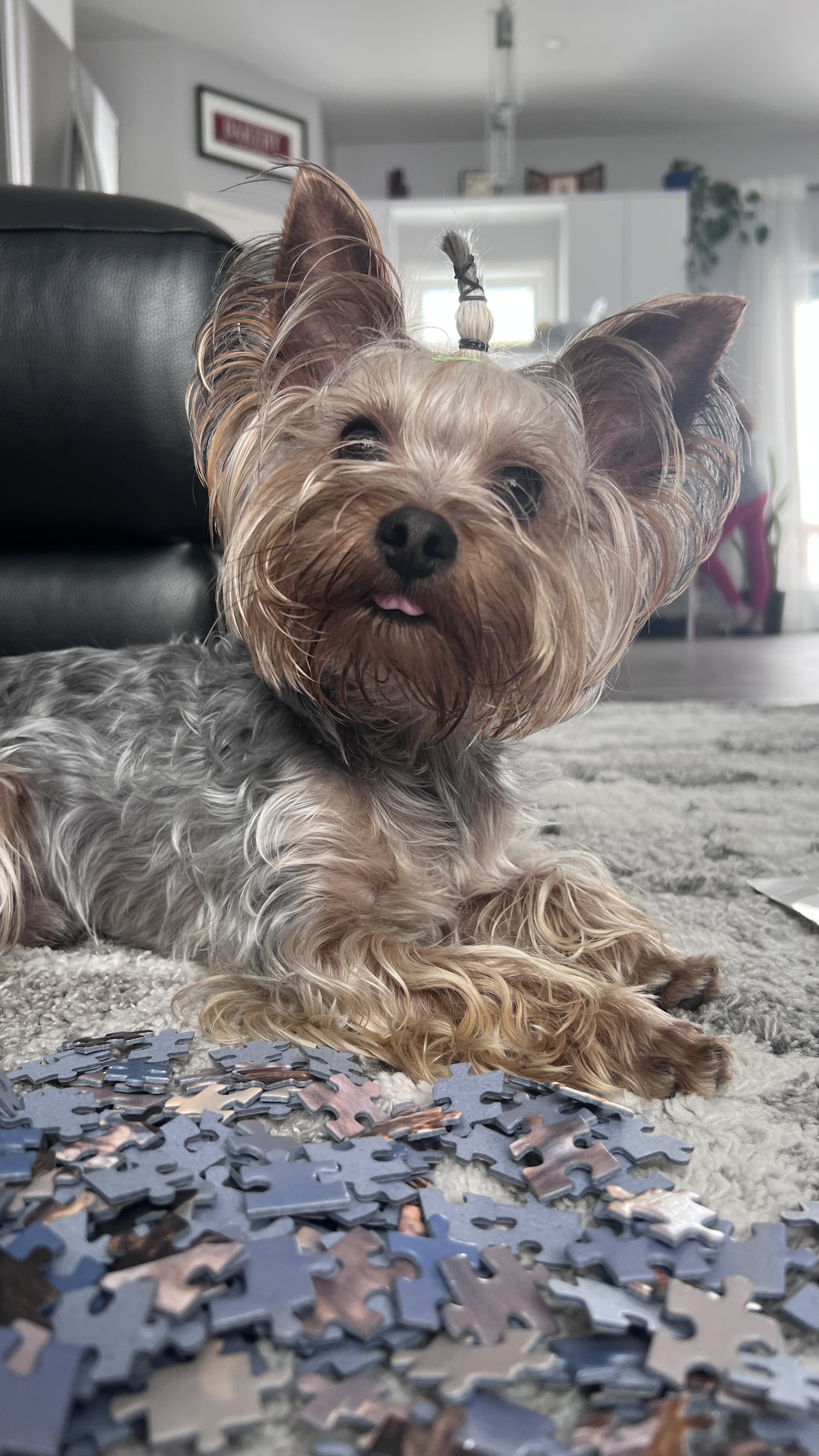 Photo of Yorkie Stud Service in Edmonton 