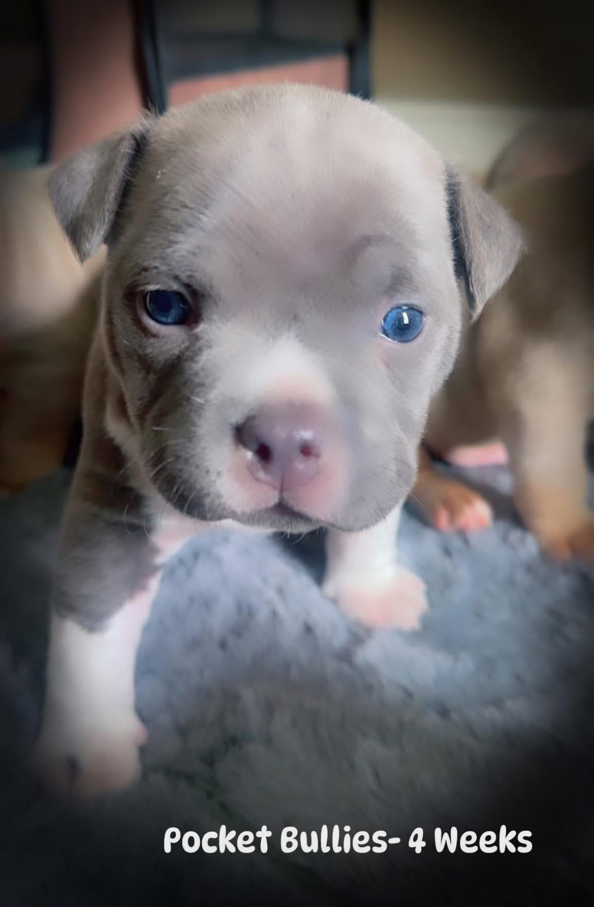 Photo of American pocket bullys 