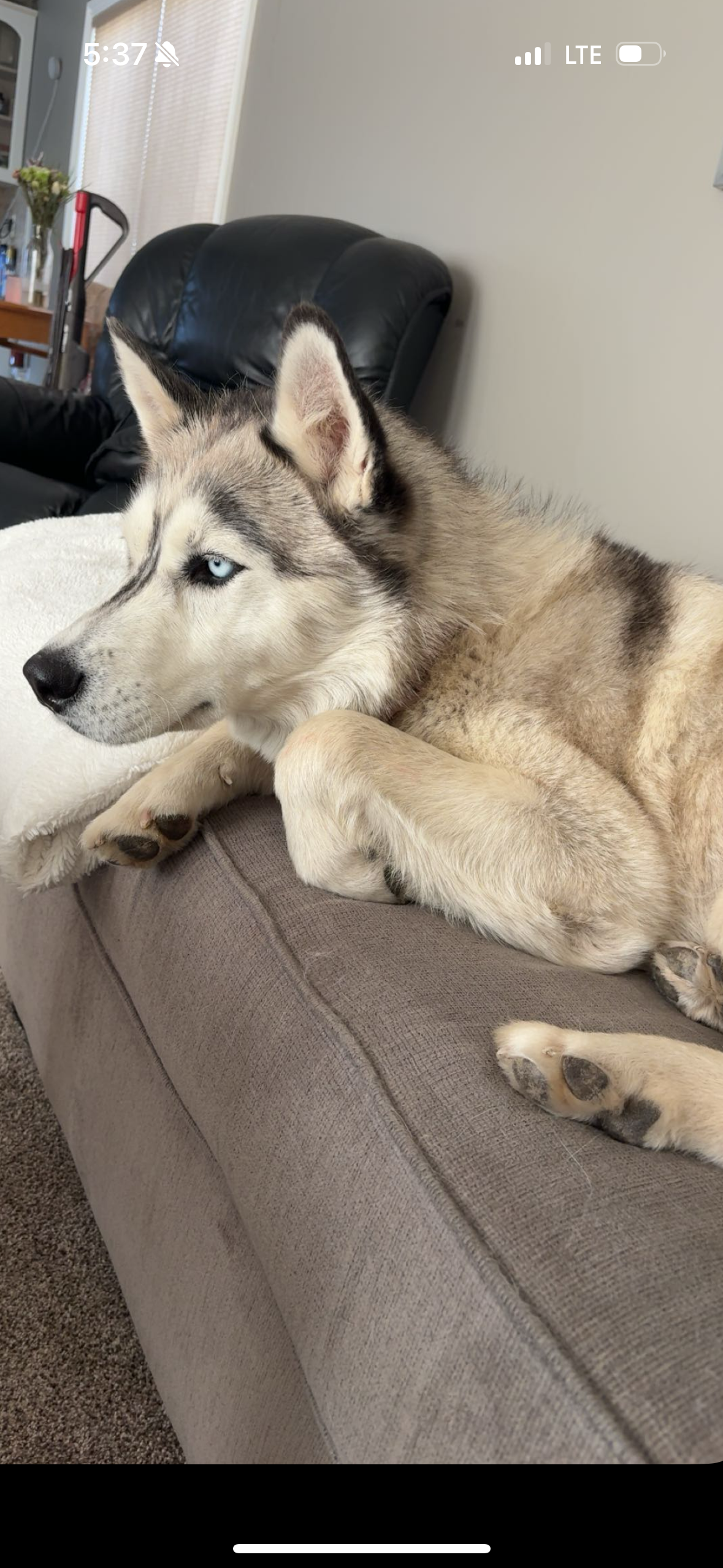 Photo of Purebred Siberian husky