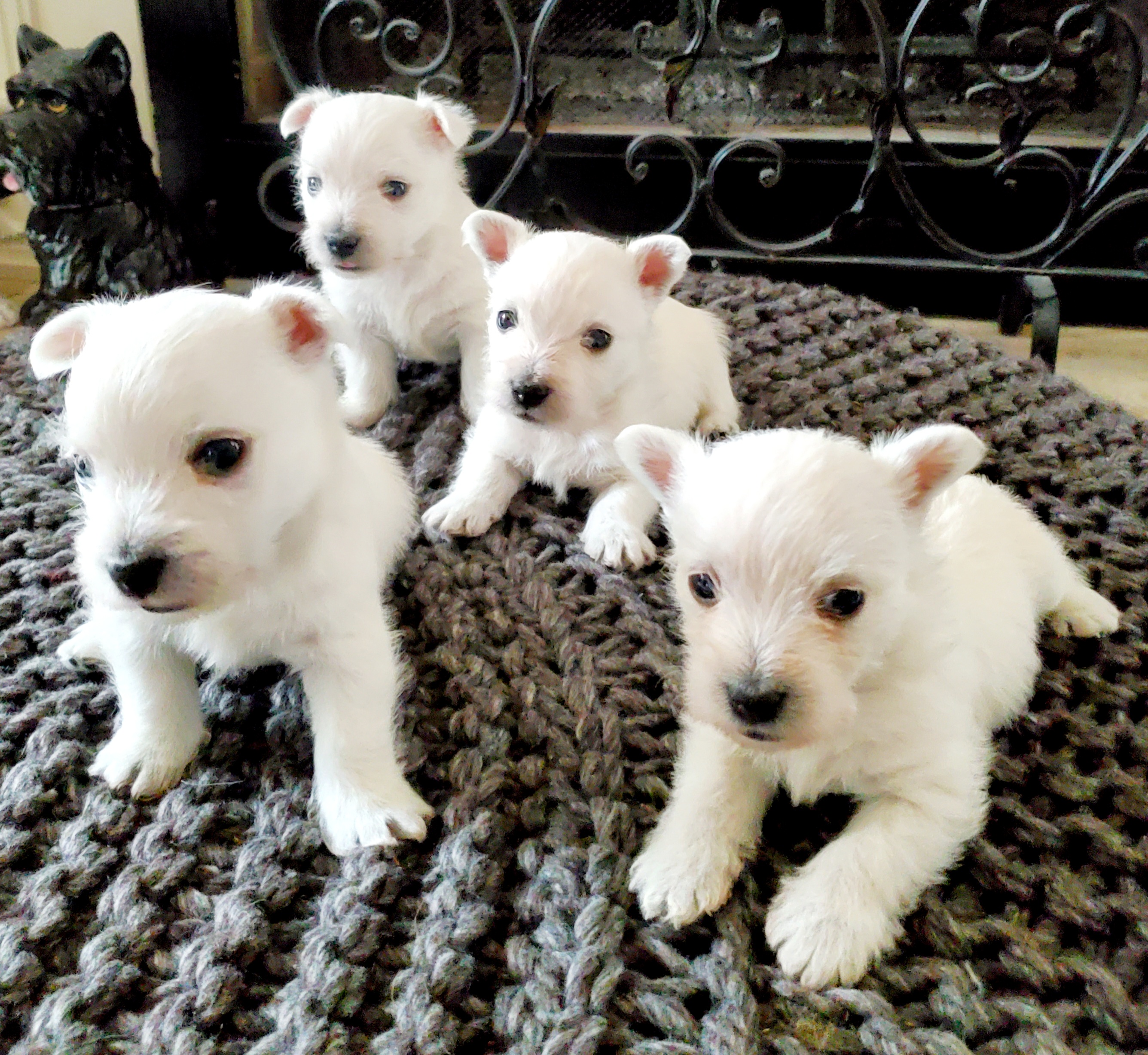 Photo of Adorable Westie Puppies 