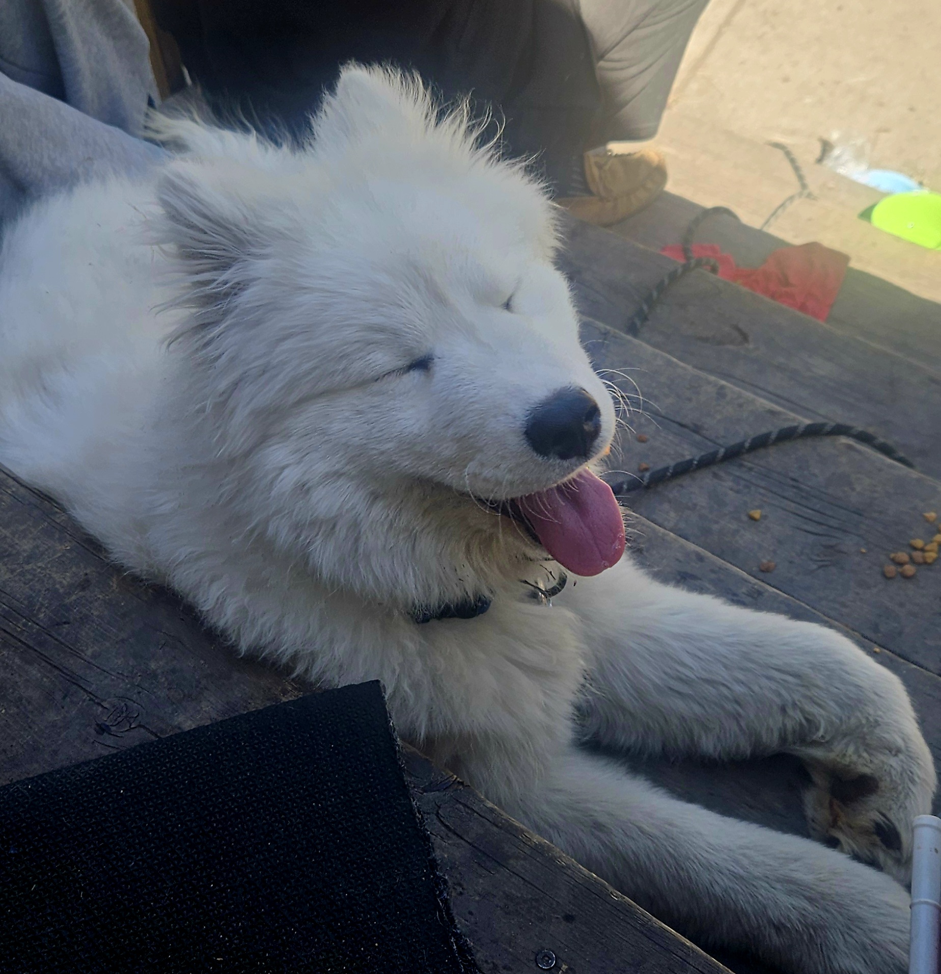 Photo of Beautiful puppy