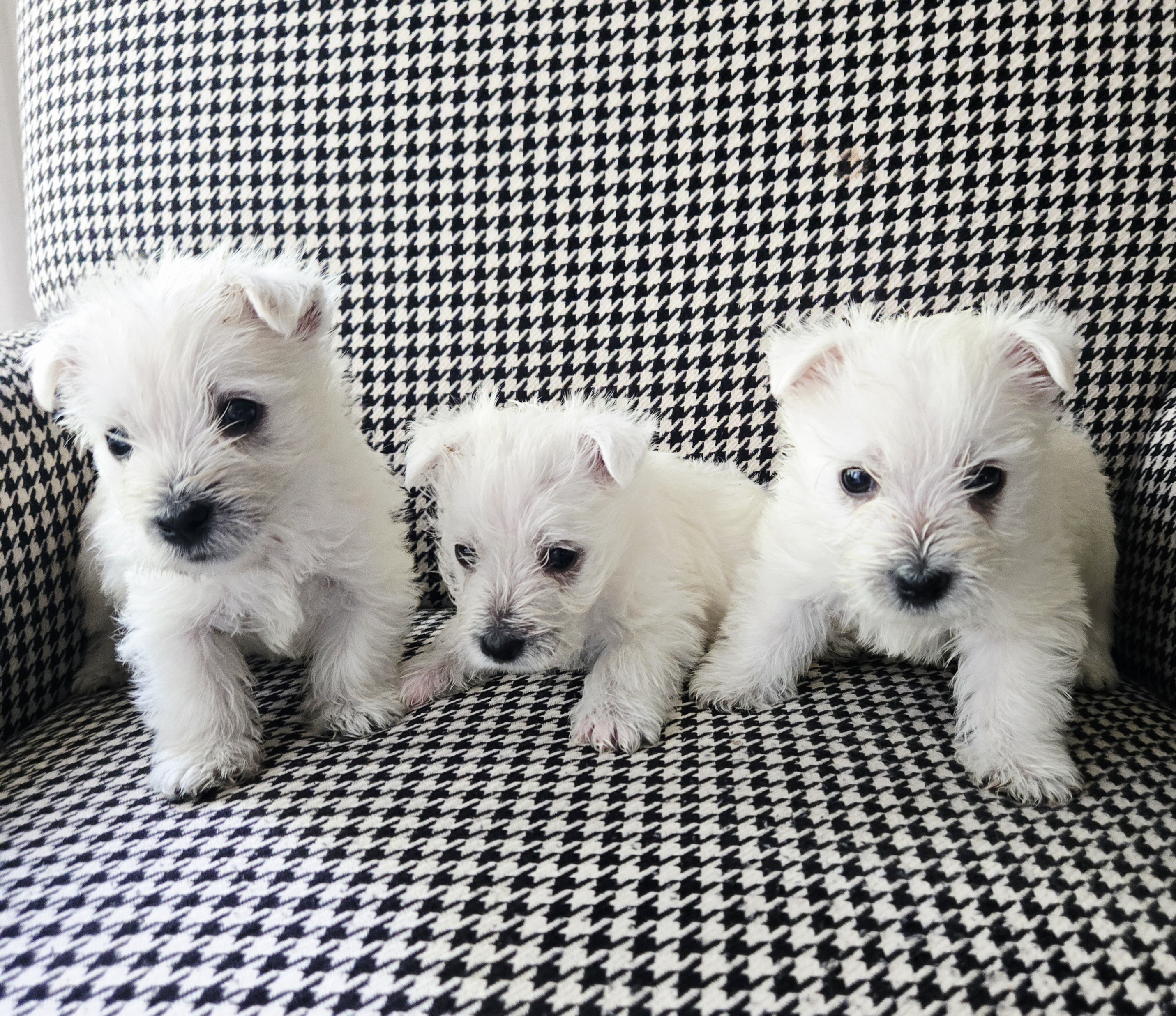 Photo of Adorable litter of westies 