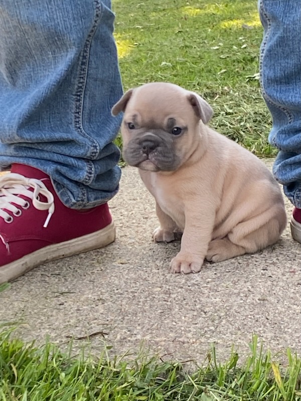 Photo of French bulldog puppies!