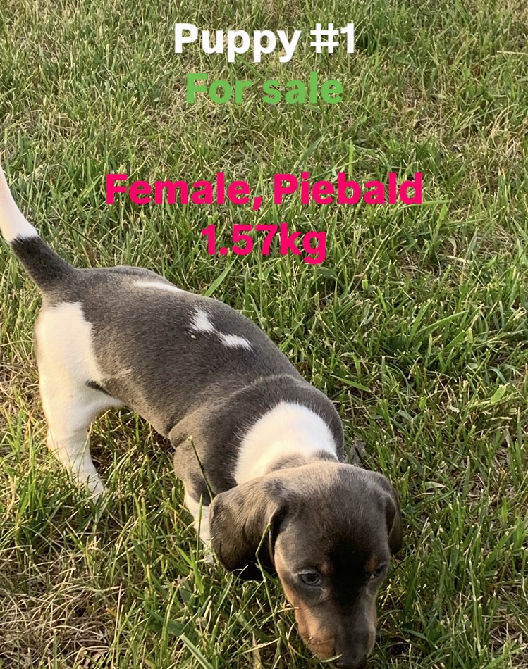 Photo of Miniature Purebred Daschund Puppy!