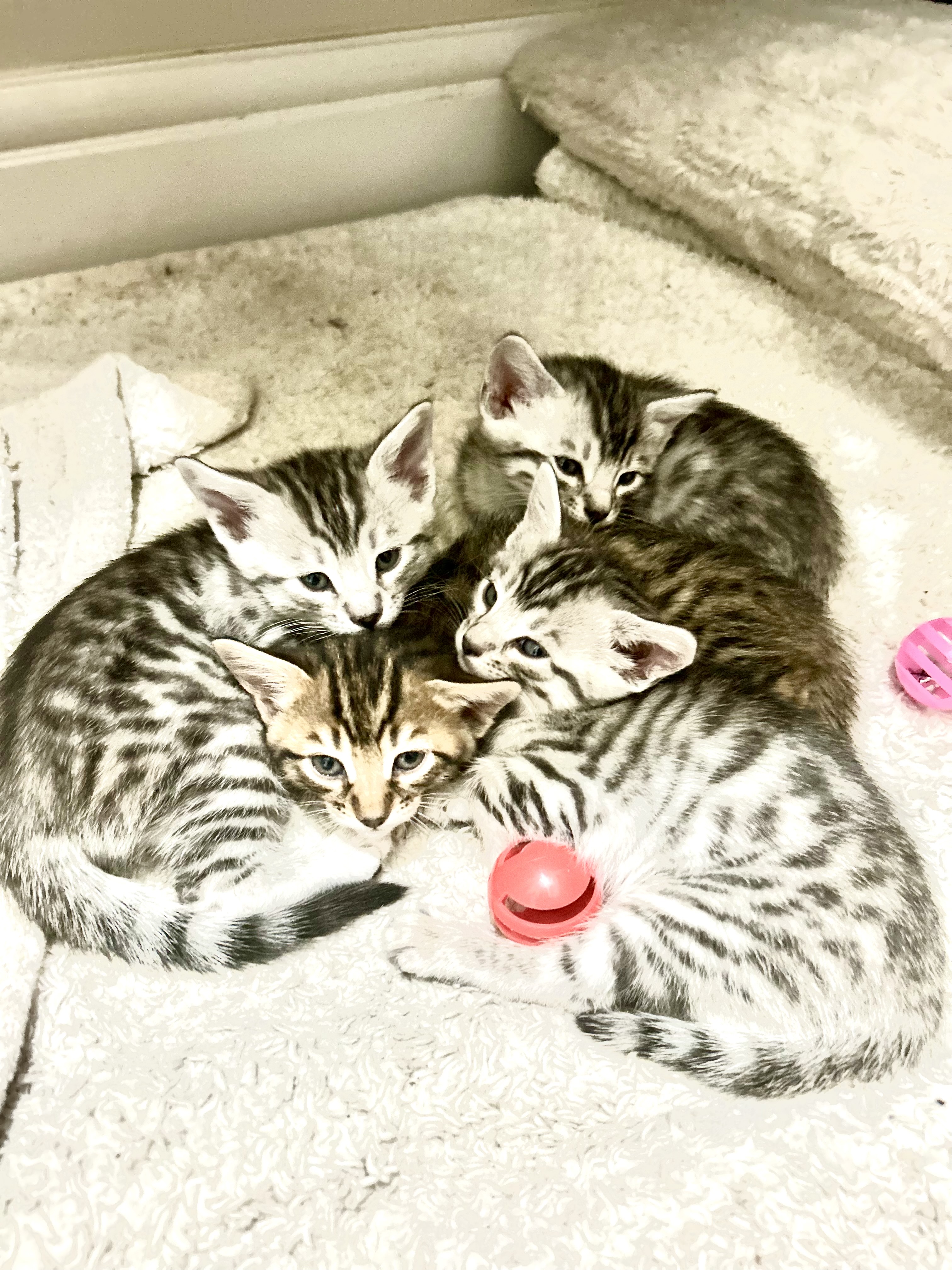 Photo of Adorable Bengal Kittens – Reserve Yours Today! 🐾