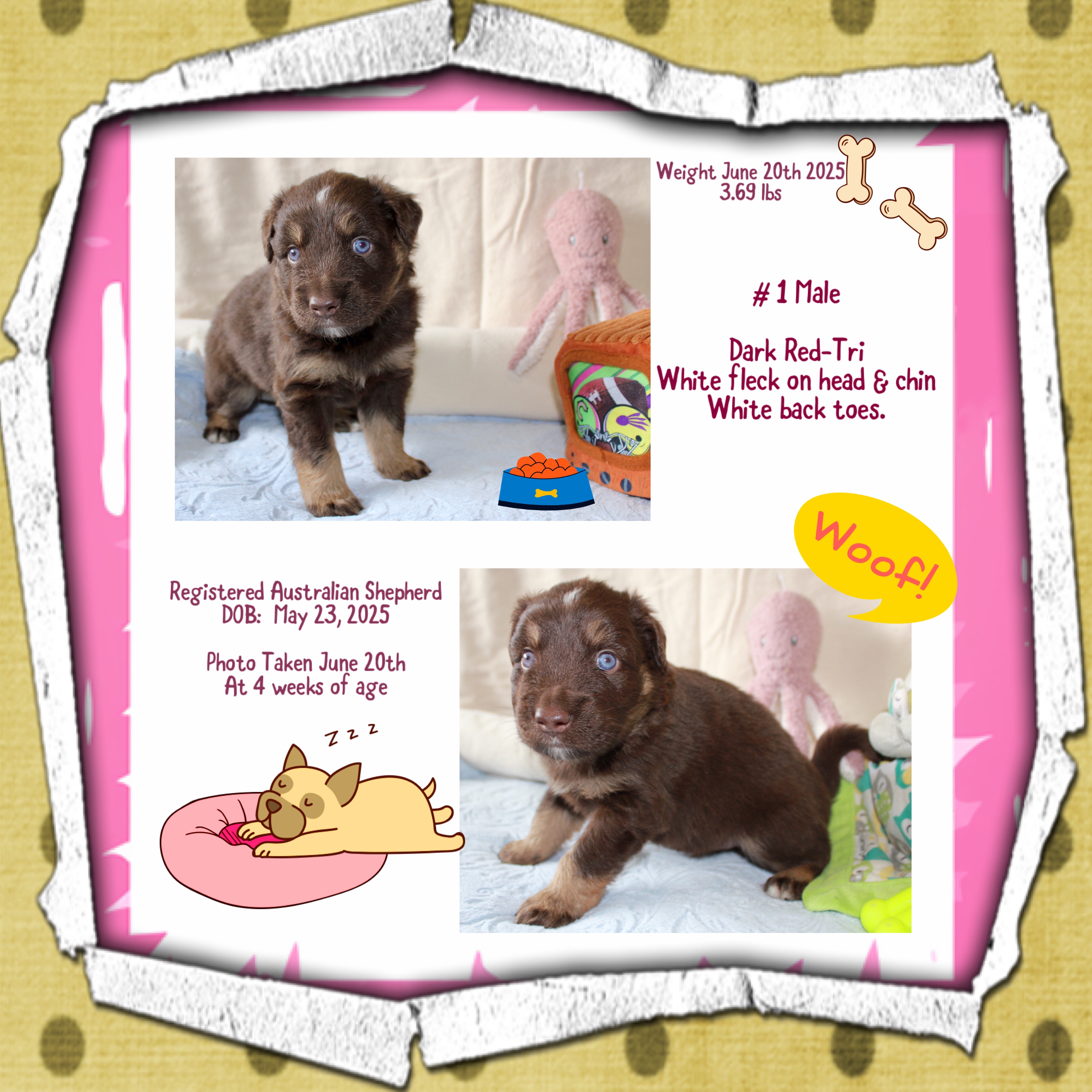 Australian Shepherd Pups - 2 - 1750960631548_IMG_0489