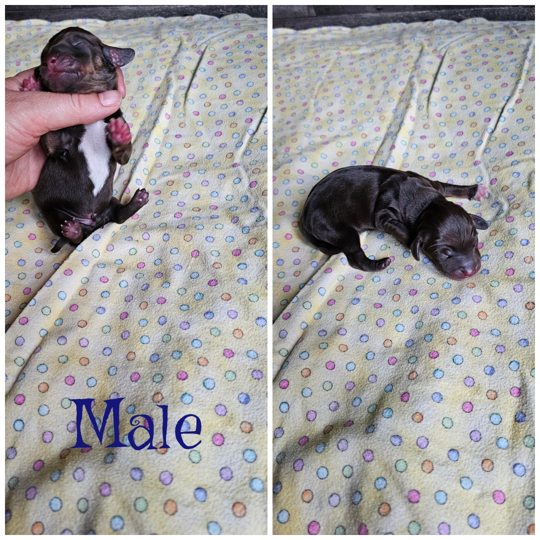 Photo of Mini Dachshund babes