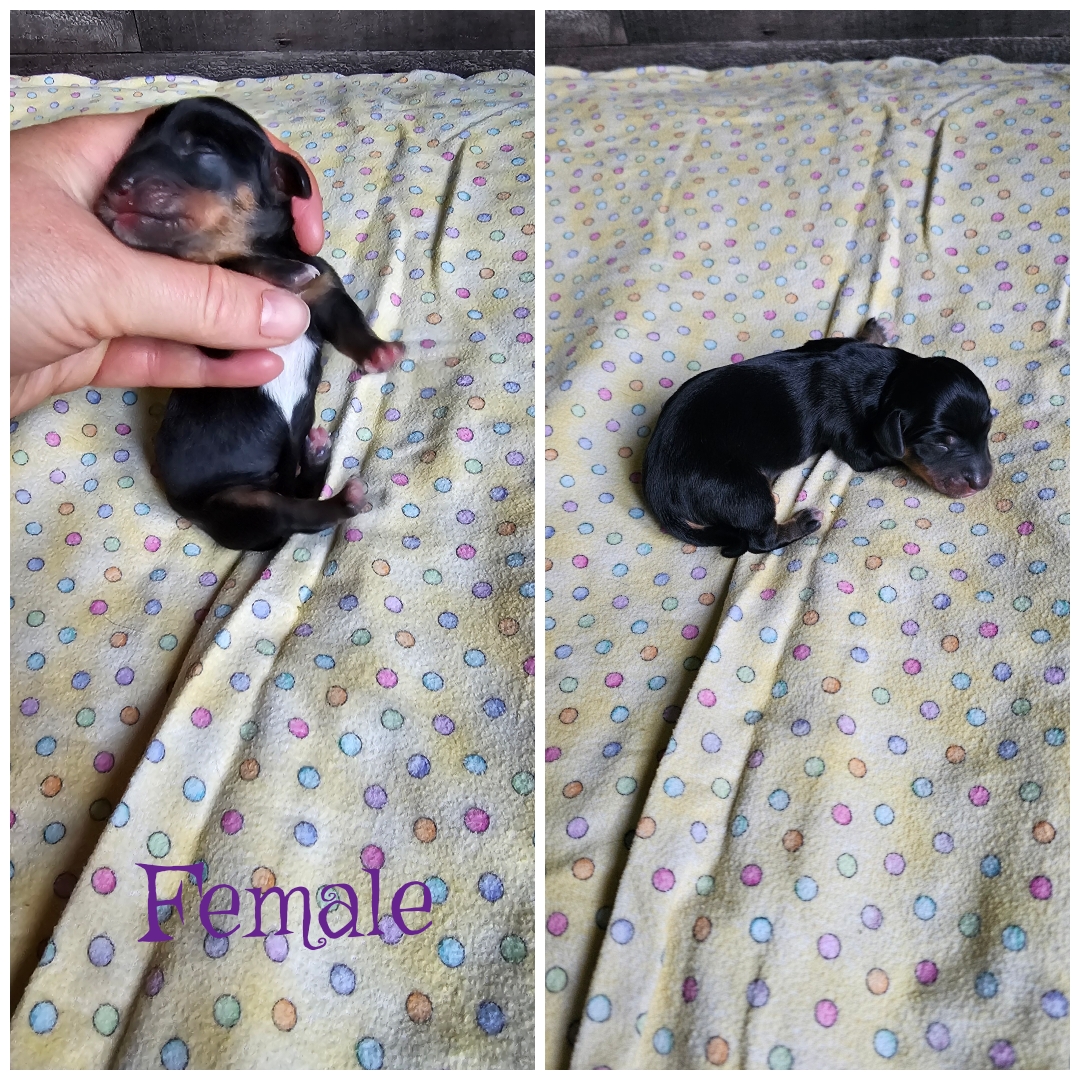 Photo of Mini Dachshund babes