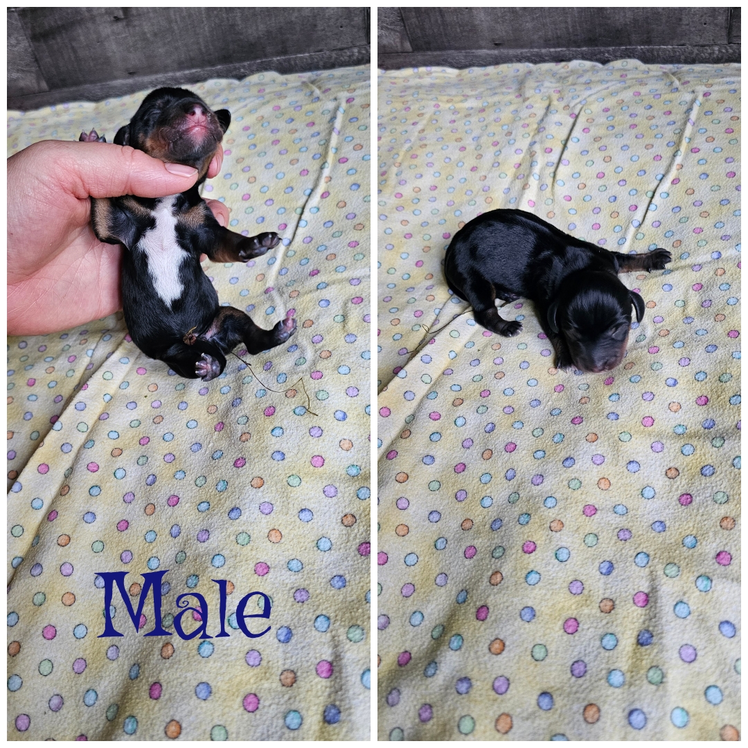 Photo of Mini Dachshund babes