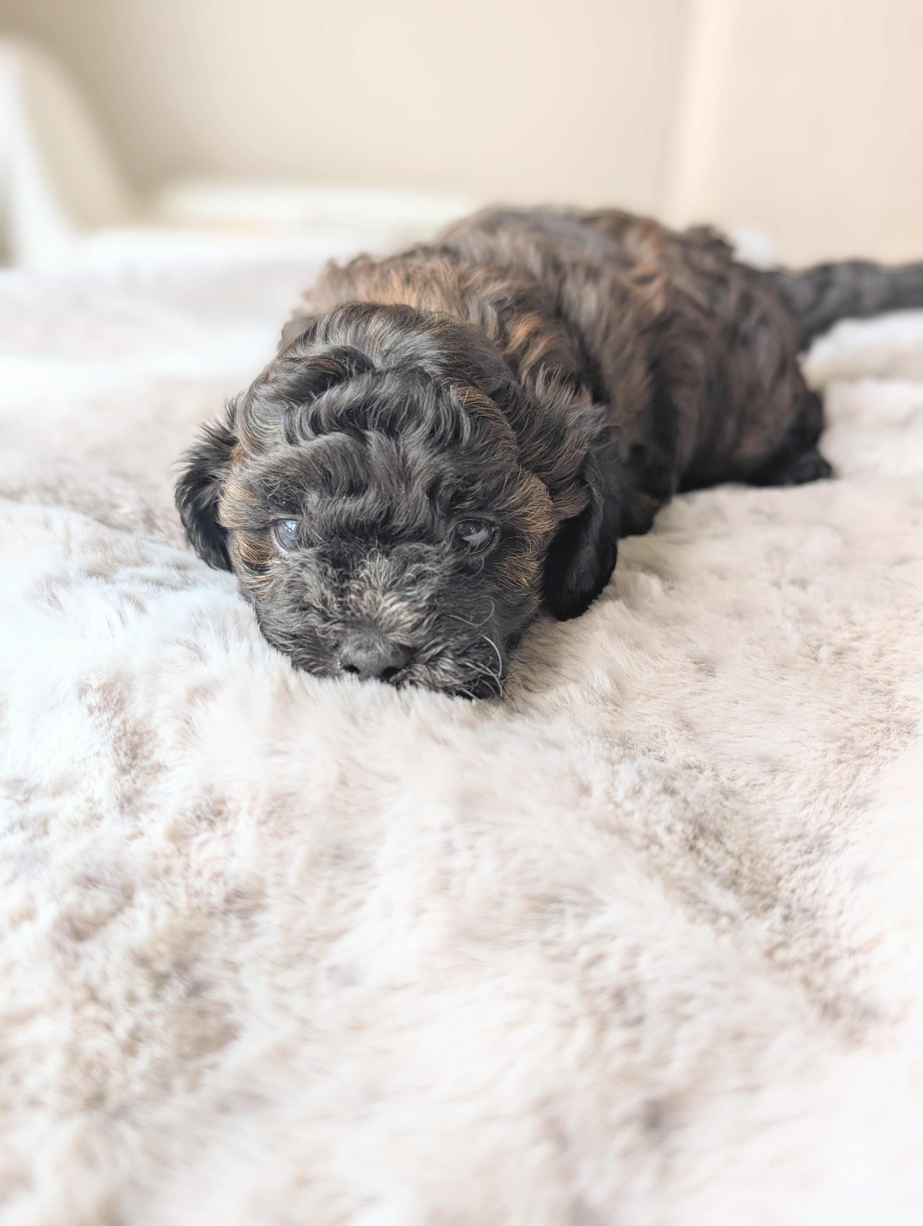 Photo of GORGEOUS SHI-POO PUPPIES!