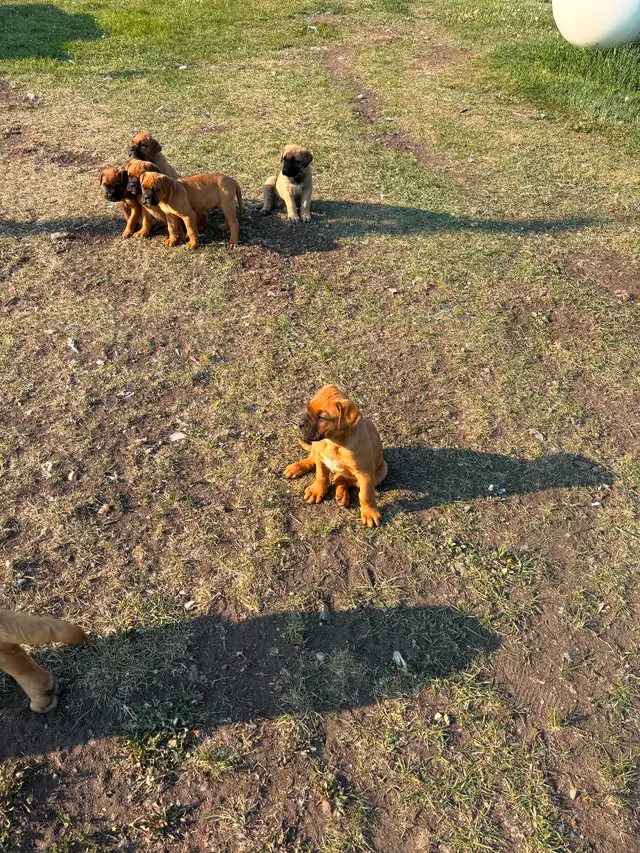 Photo of Bullmastiff Puppies 