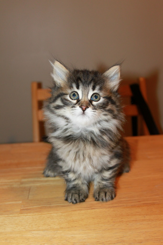 Photo of Siberian kitten