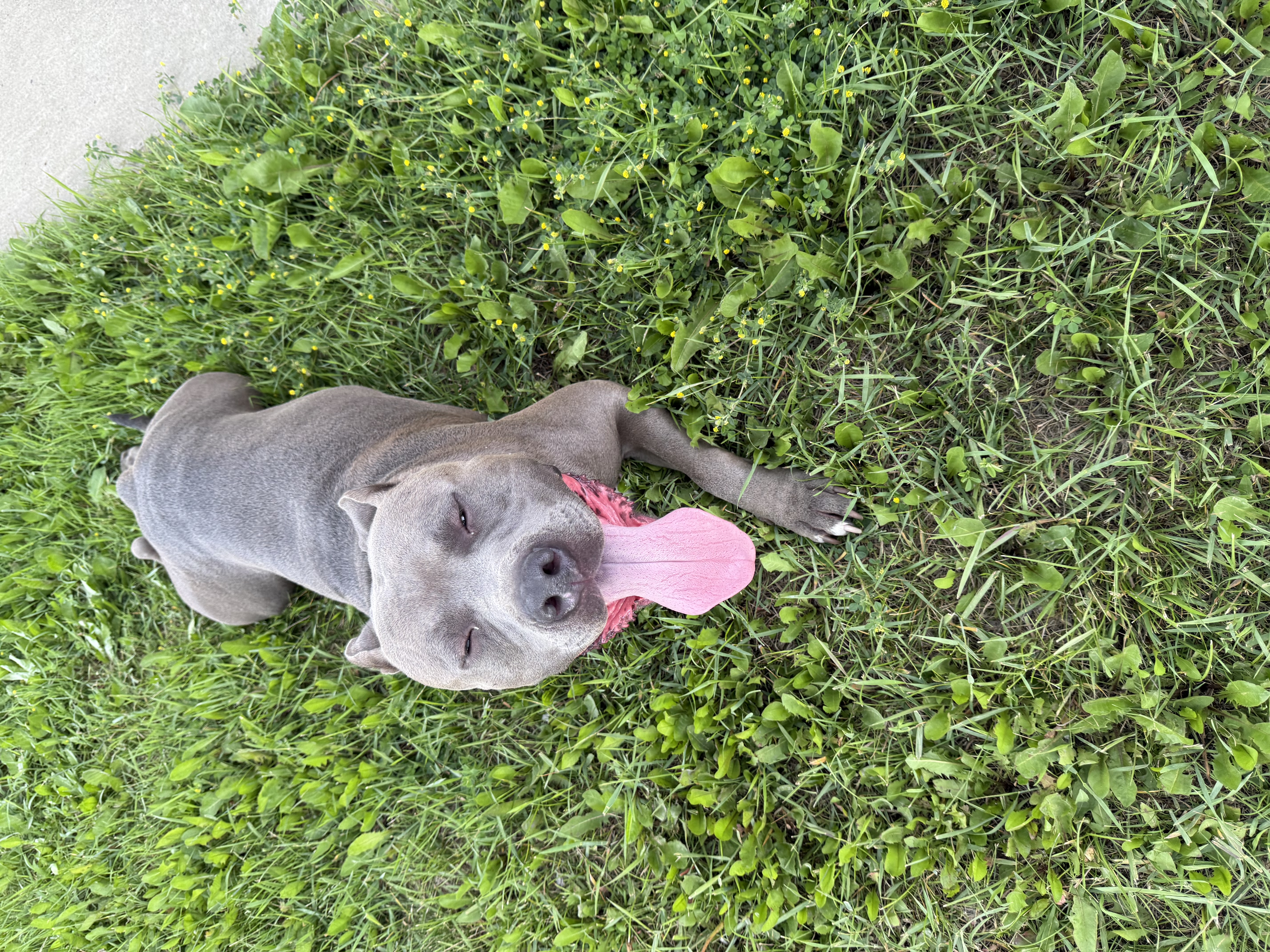 Photo of My staffy is ready to breed