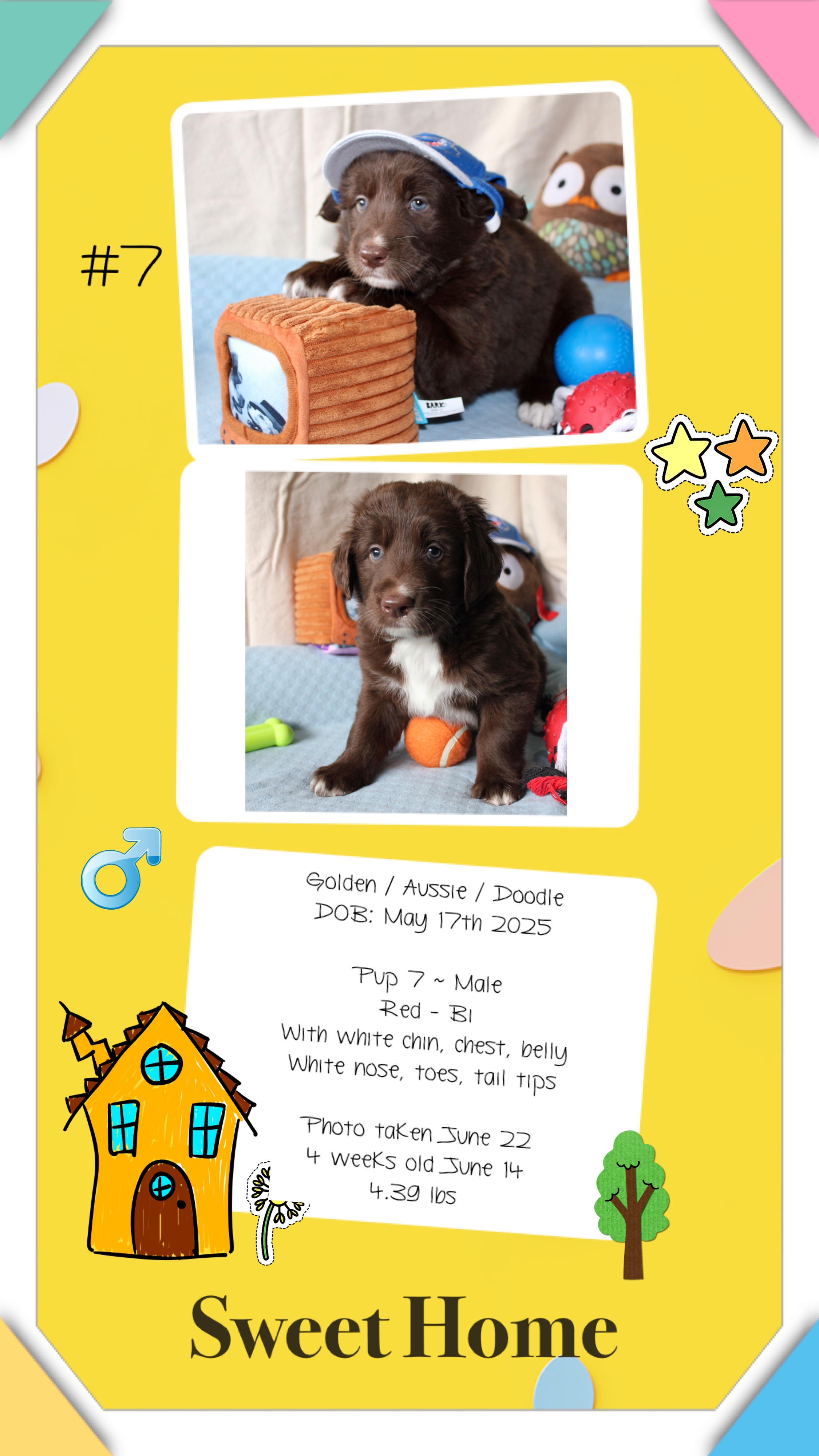 GoldenAussieDoodles - 8 - 1751115140491_IMG_0501