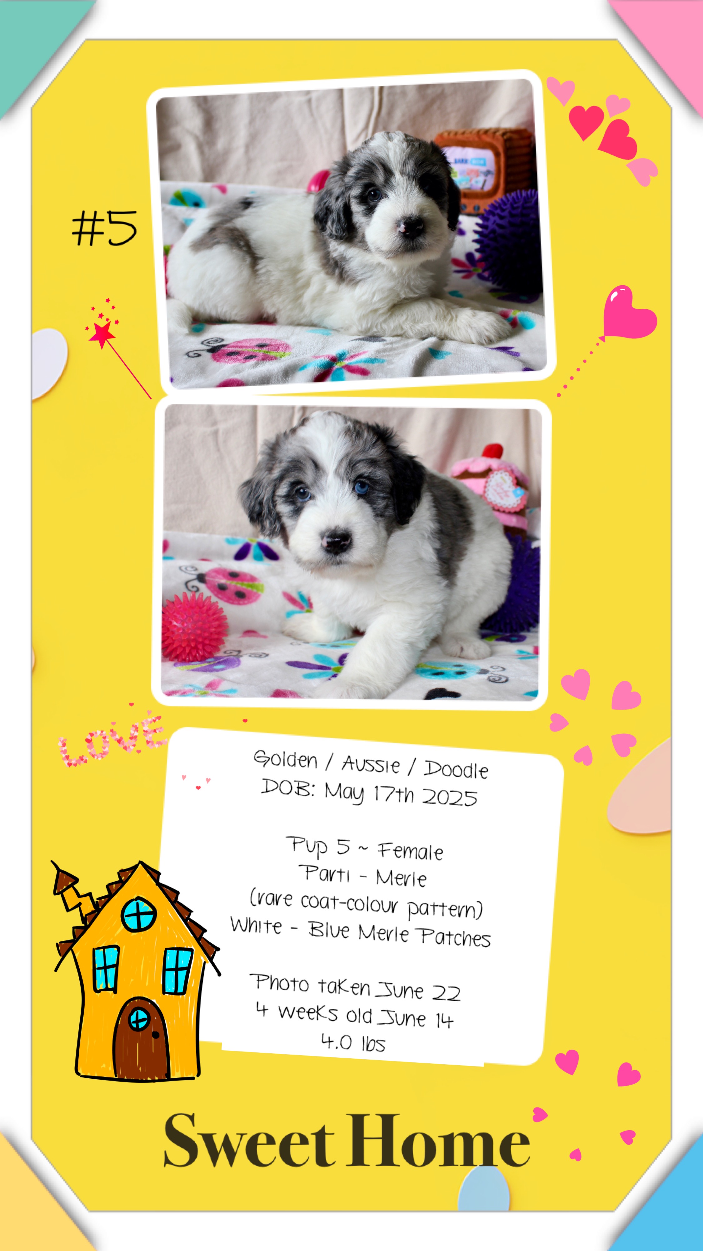 Photo of GoldenAussieDoodles