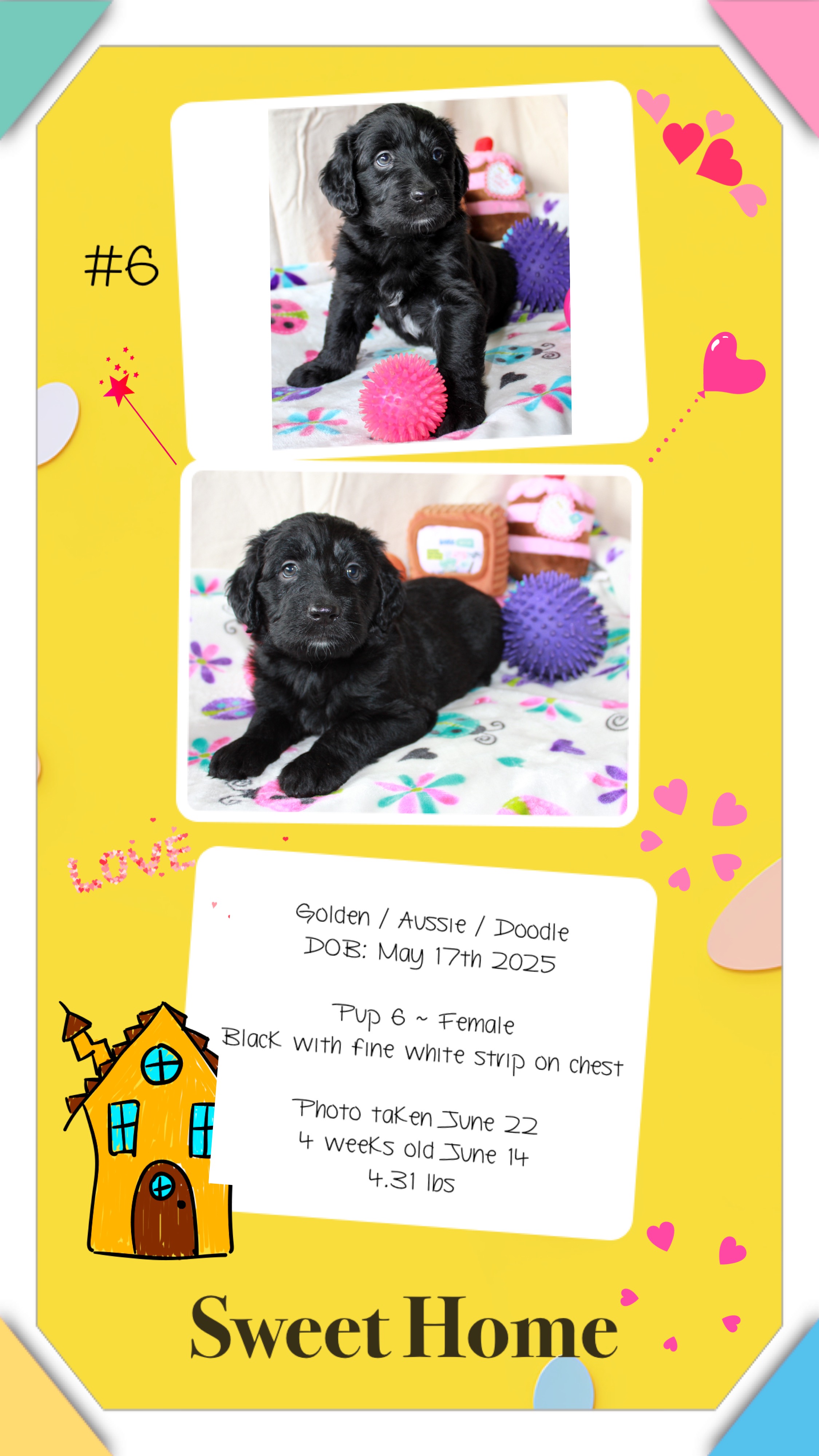 GoldenAussieDoodles - 7 - 1751115140491_IMG_0505