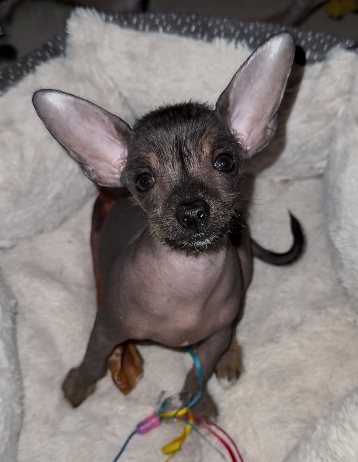 Photo of Hairless Chi-Chi Puppy